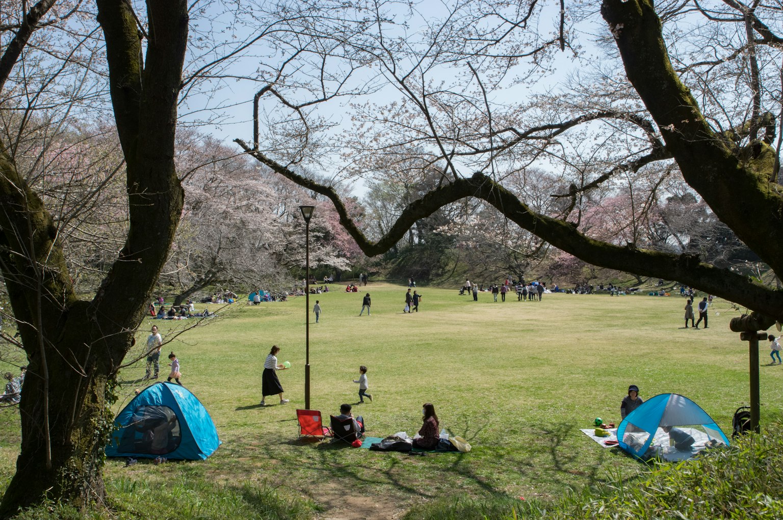 Persone che godono di un picnic sotto alberi di ciliegio con tende