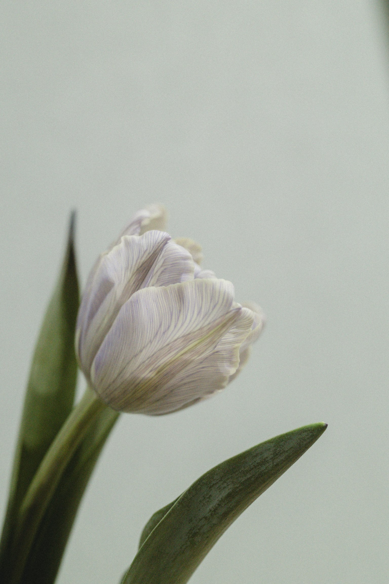 Fiore di tulipano bianco con foglie verdi