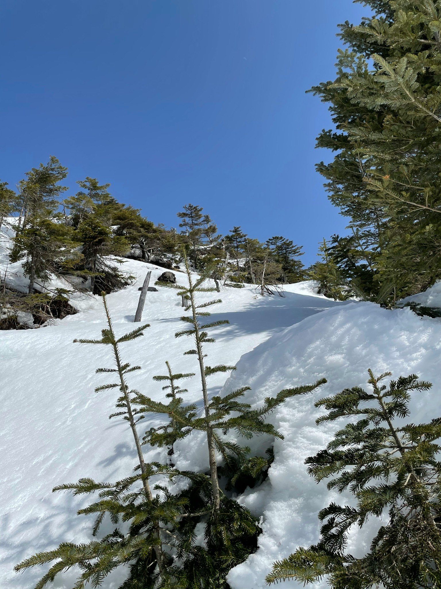 被雪覆盖的坡道和蓝色天空，周围有小型针叶树