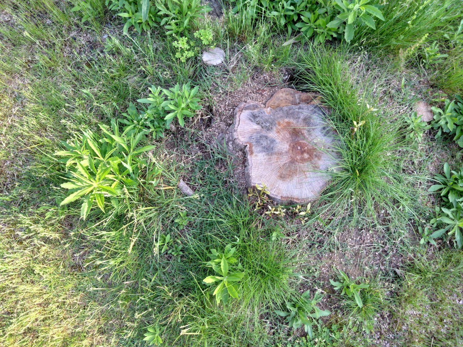 Un gros rocher entouré d'herbe verte et de plantes vu d'en haut