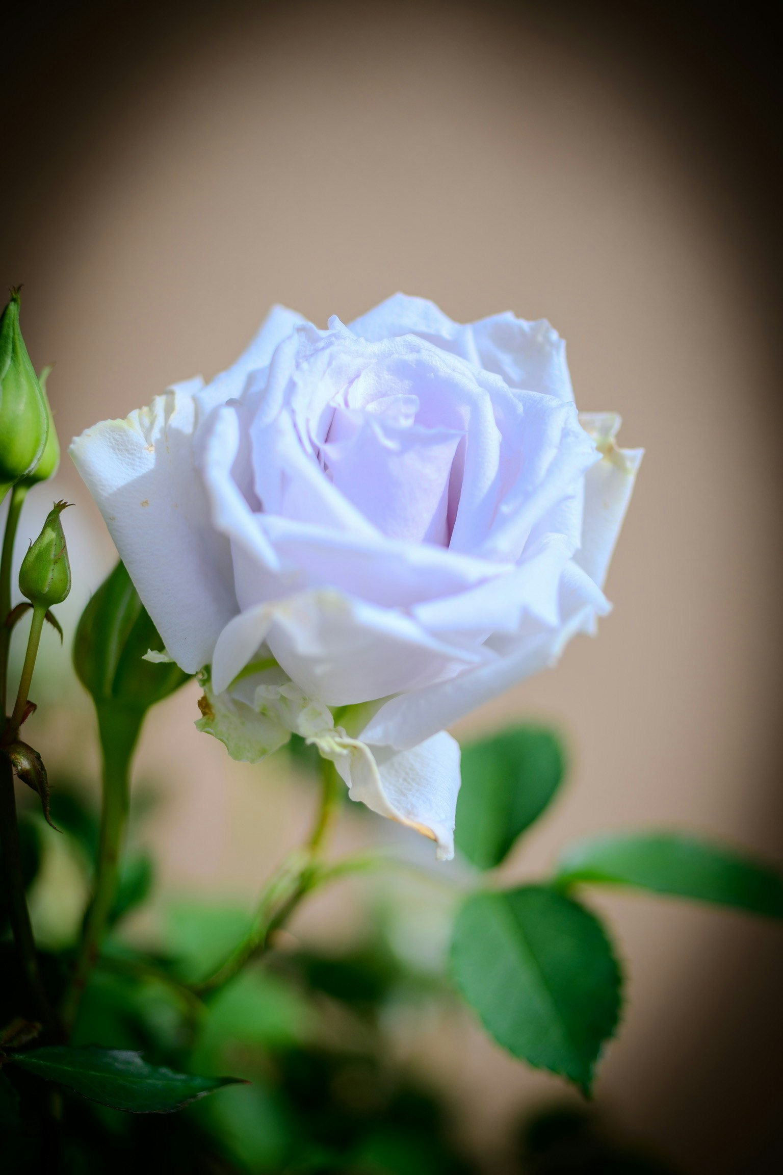 Light purple rose flower with green leaves