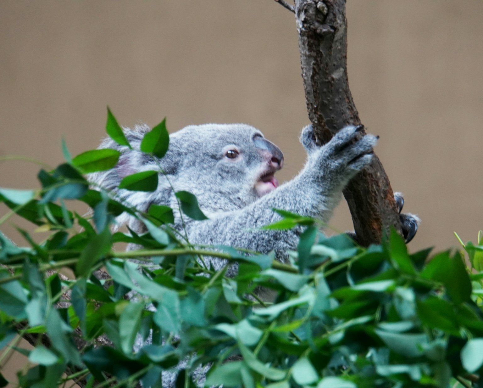 Un koala che si aggrappa a un ramo circondato da foglie verdi