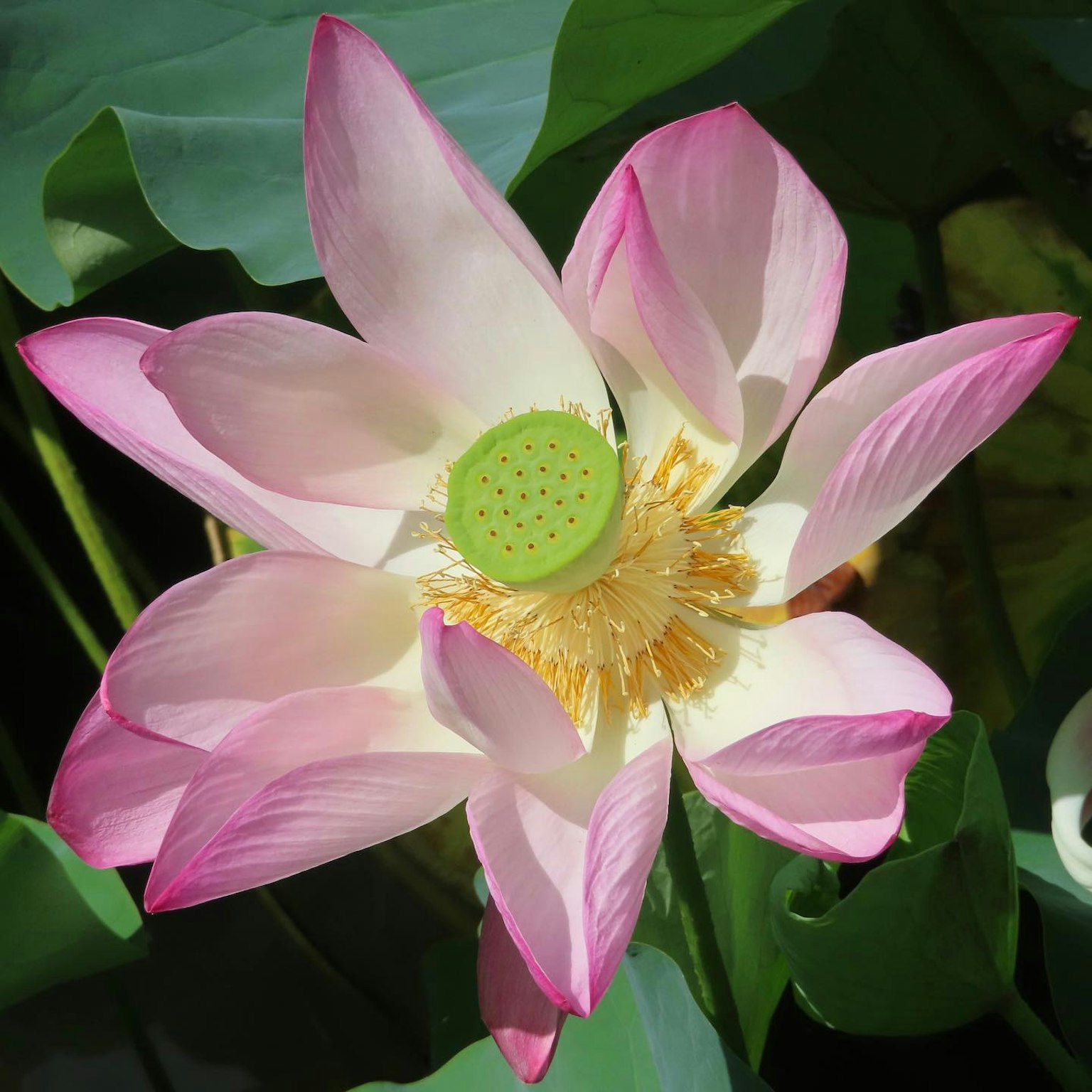一朵美麗的粉紅色蓮花在綠色葉子中綻放