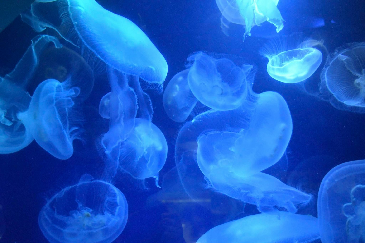 Eine Gruppe von Quallen, die in blauem Wasser schwimmen