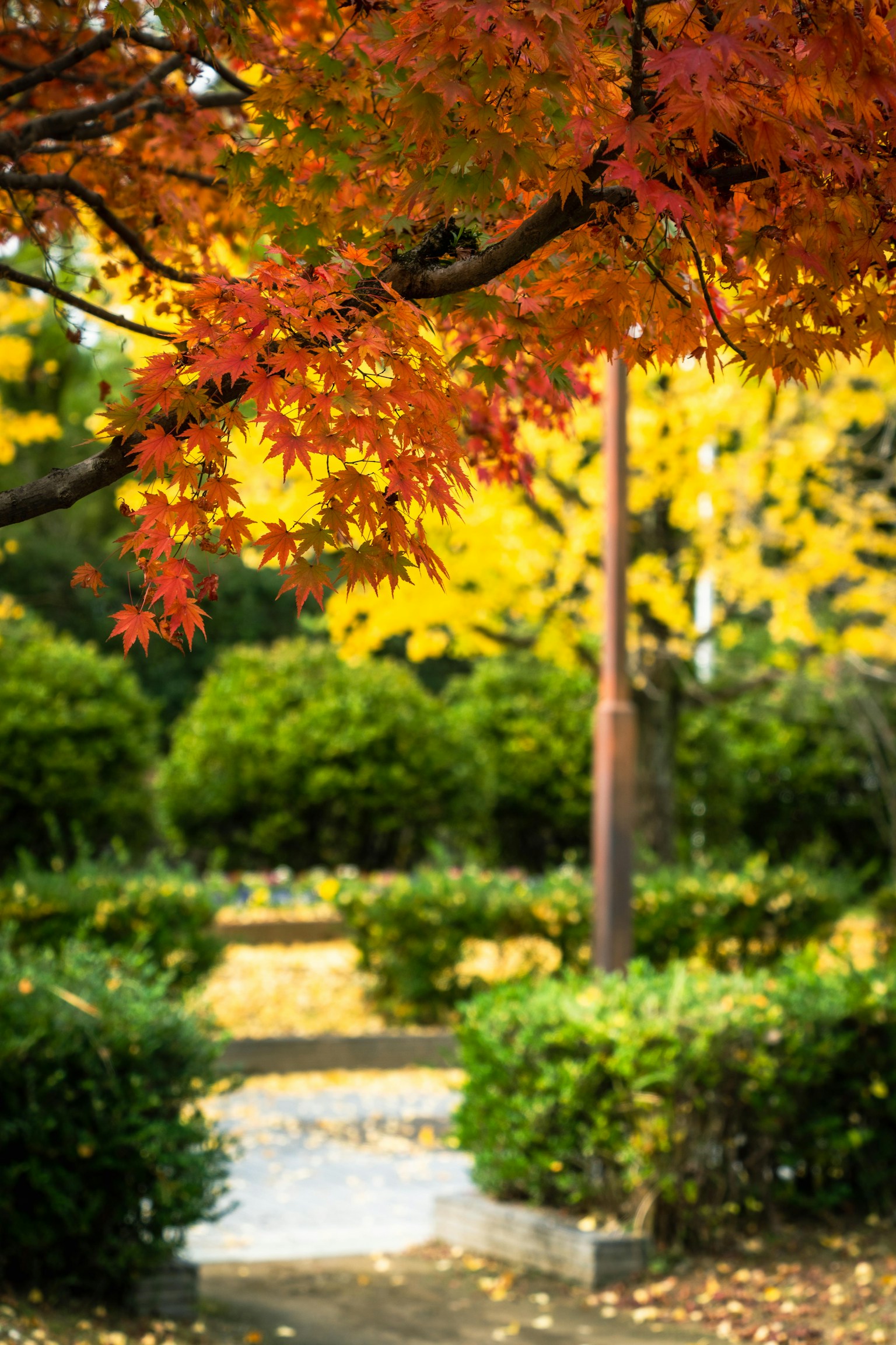 Une belle scène de parc d'automne avec des feuilles rouges et jaunes vibrantes et des buissons verts luxuriants