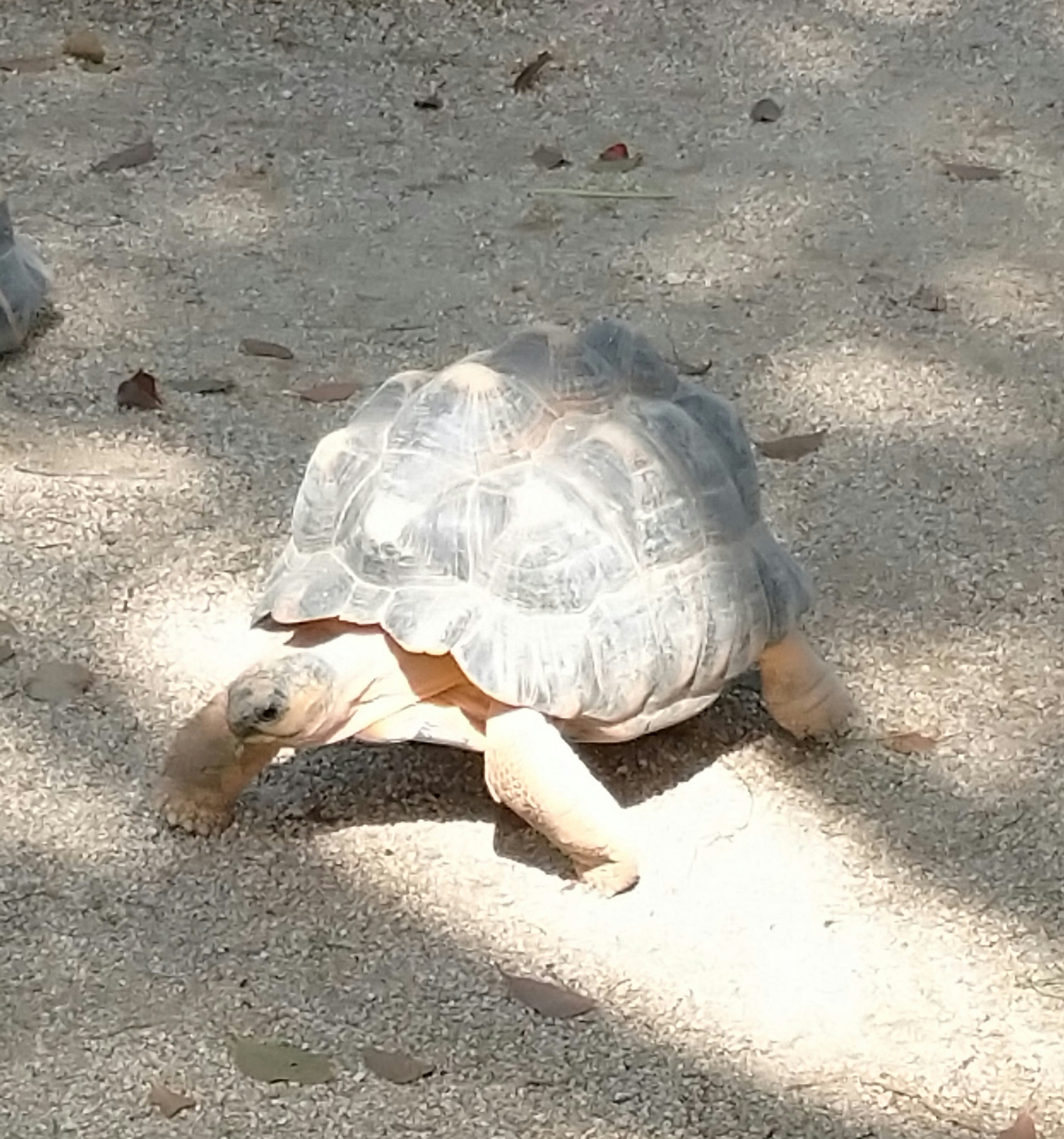 甲羅のあるカメが地面で日光浴している