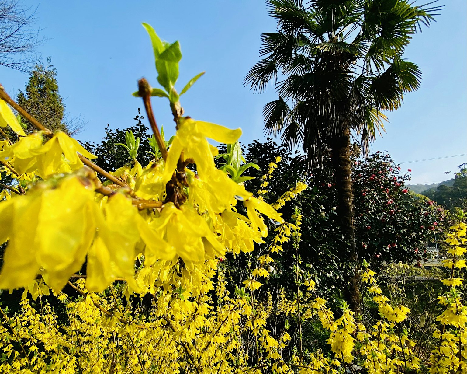 Fiori gialli brillanti in fiore con una palma sullo sfondo