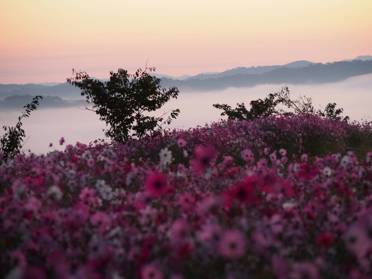 Champ de fleurs roses au coucher du soleil avec des montagnes brumeuses en arrière-plan