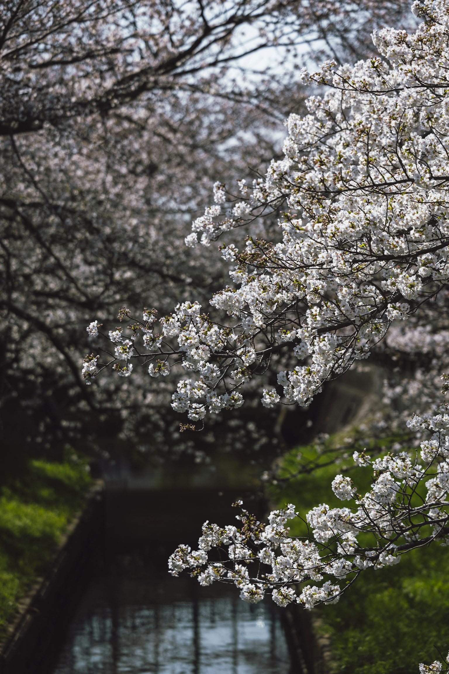 Flores de cerezo cerca de un río con hierba verde exuberante
