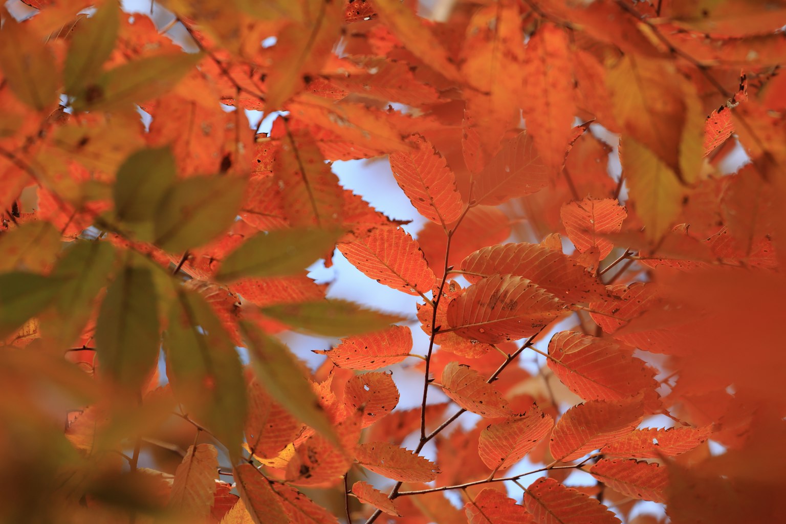 Rami di un albero con foglie arancioni vivaci in autunno