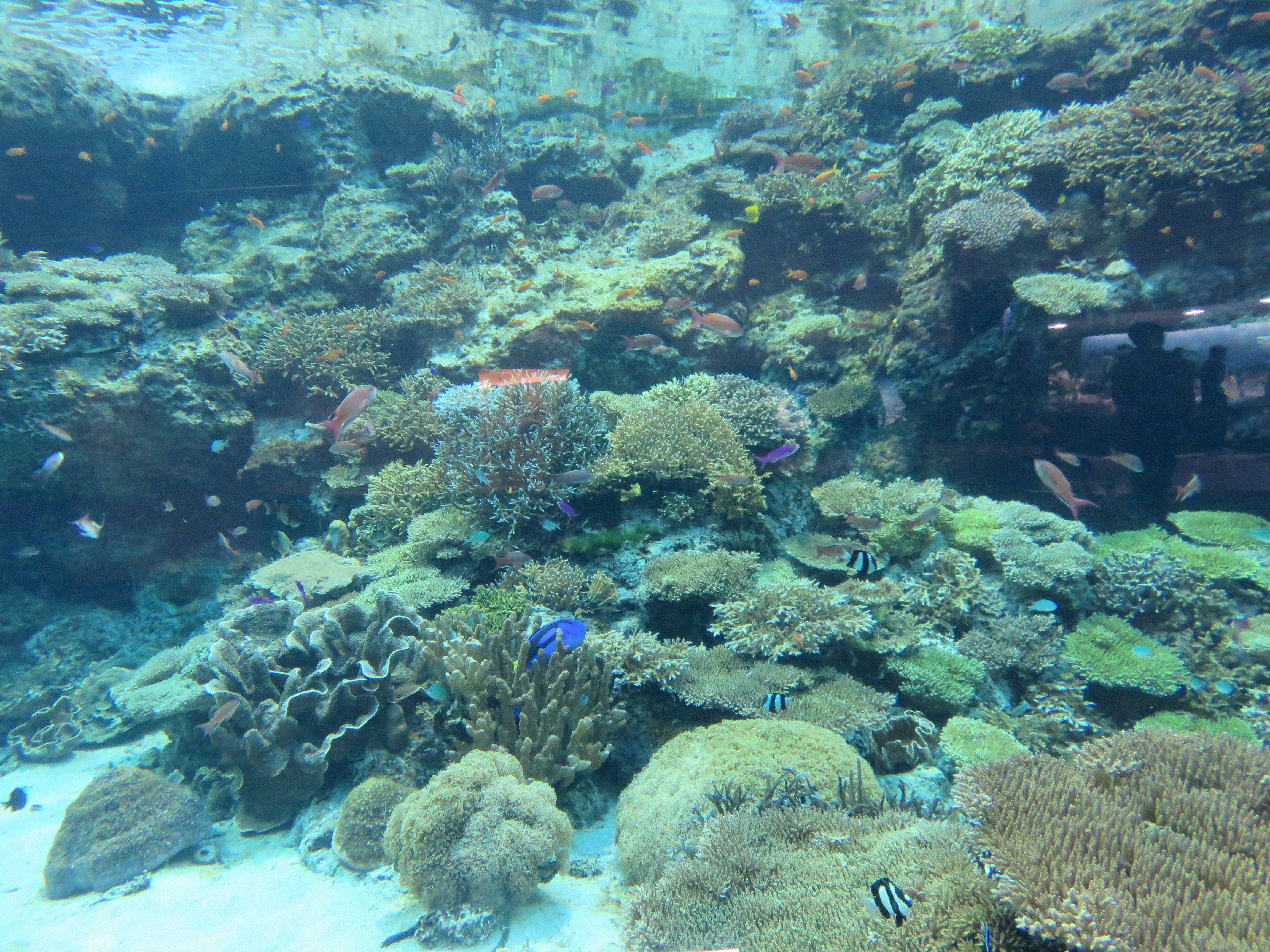 サンゴ礁の海中で群生する海藻と魚