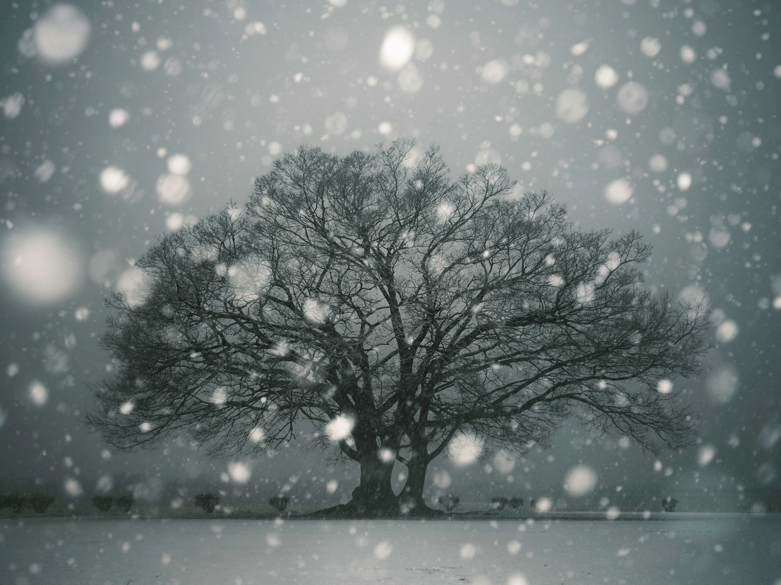 雪中的大樹輪廓