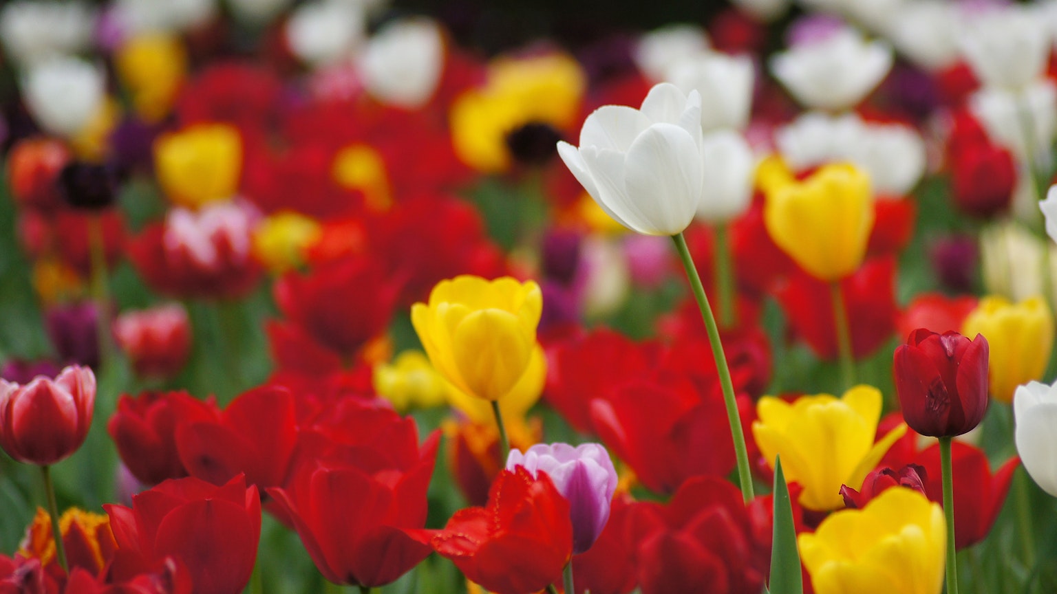 Eine lebendige Darstellung von Tulpen in verschiedenen Farben rote gelbe weiße Blumen vermischen sich