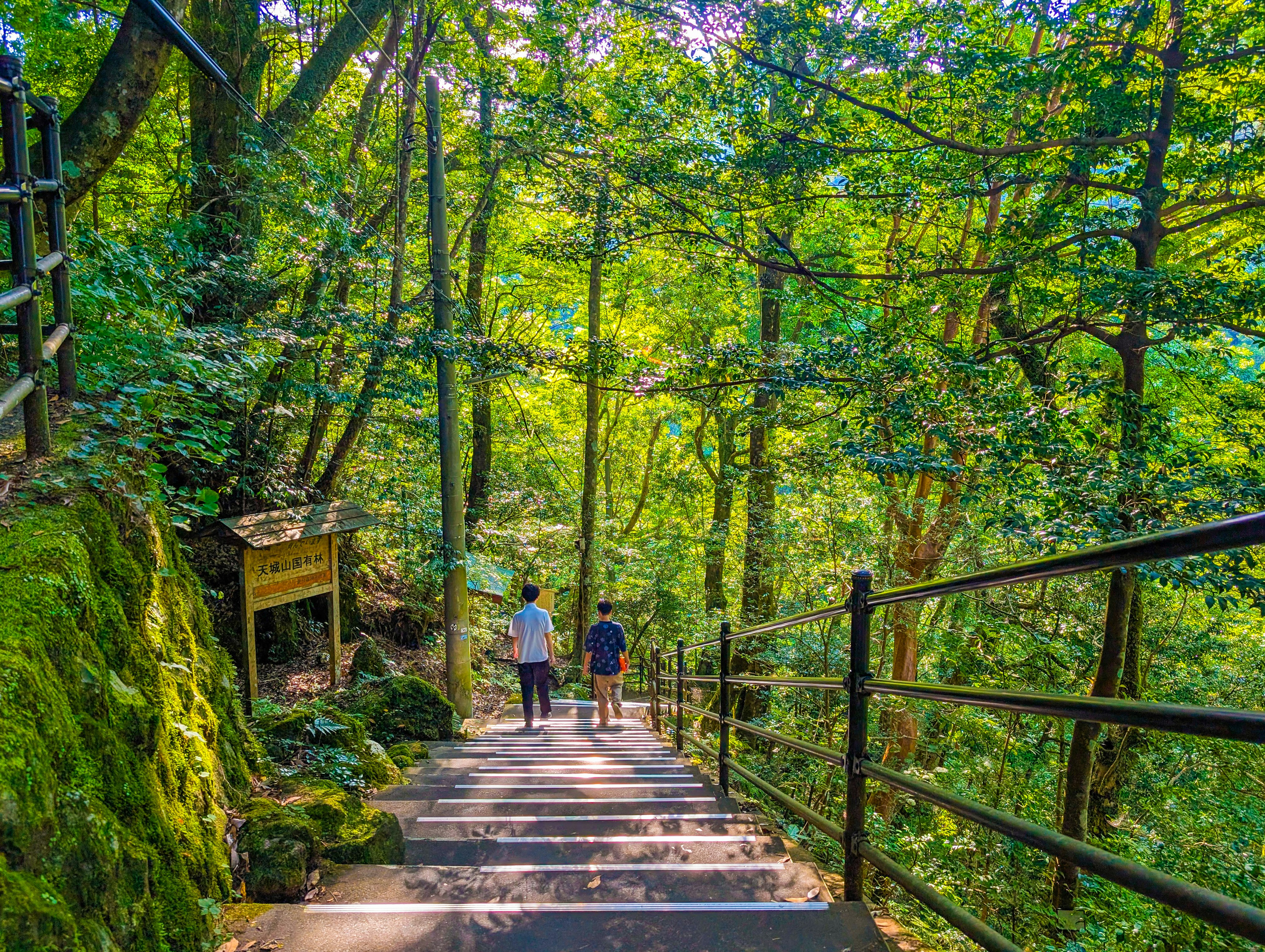 Paesaggio con persone che camminano su gradini in una foresta verde intenso