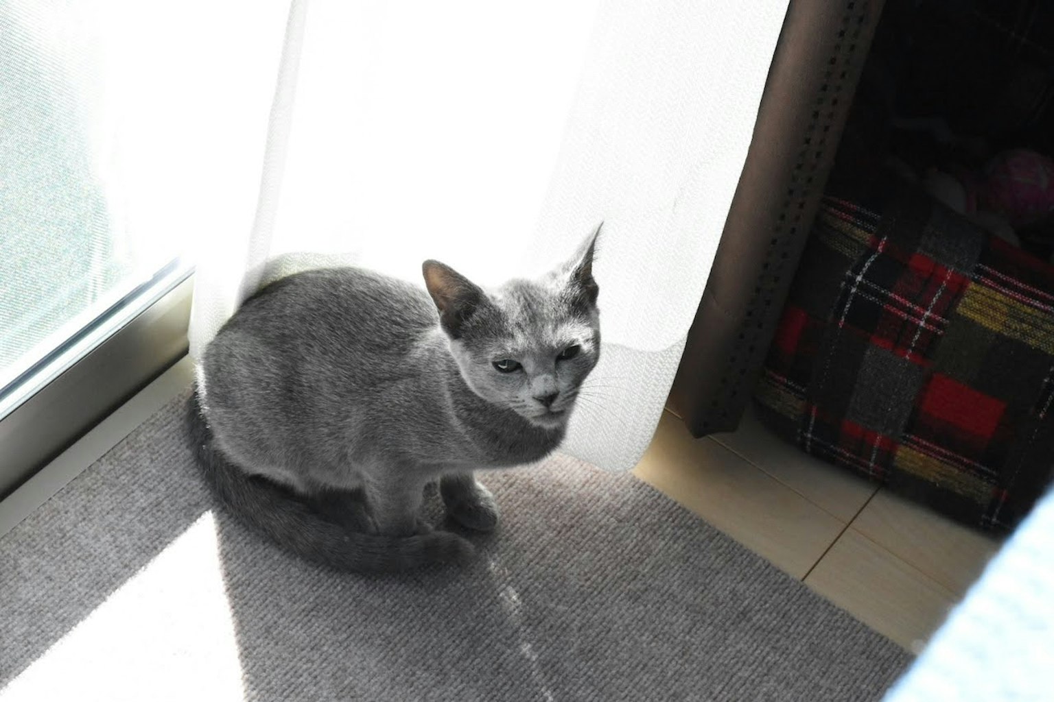 Gato gris sentado junto a la ventana