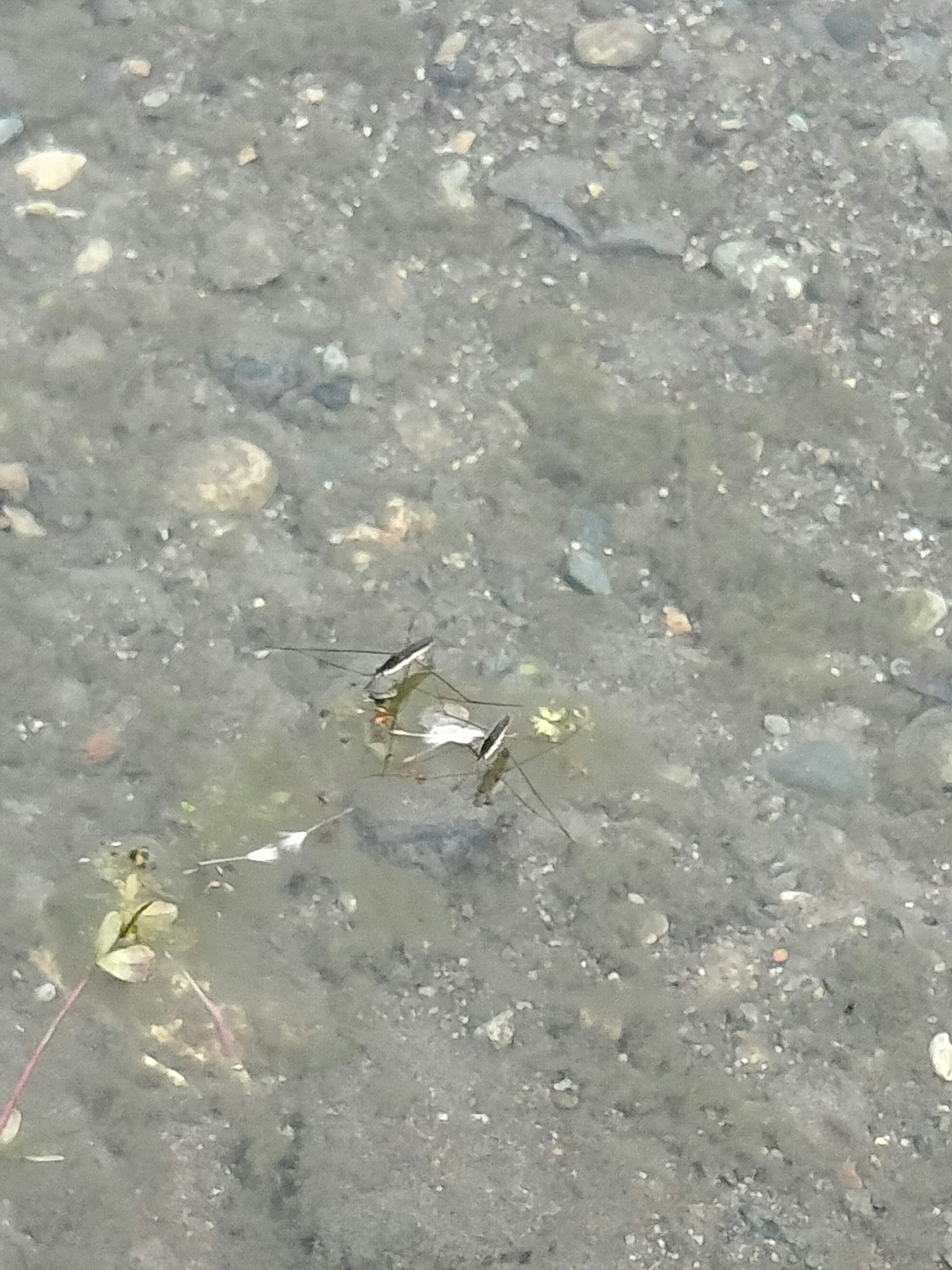 Image d'un petit crabe visible dans l'eau peu profonde