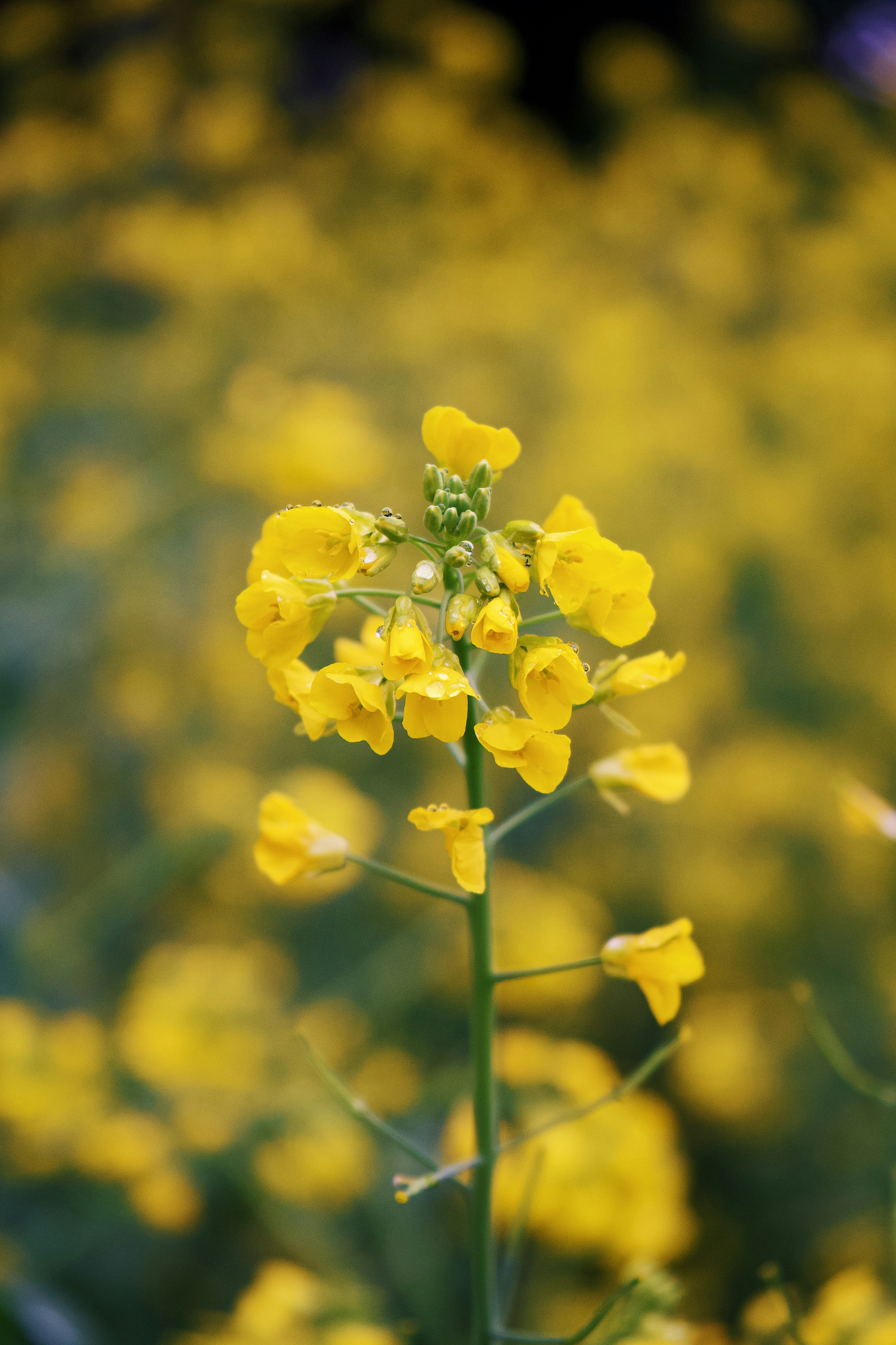黄色い菜の花のボケ背景