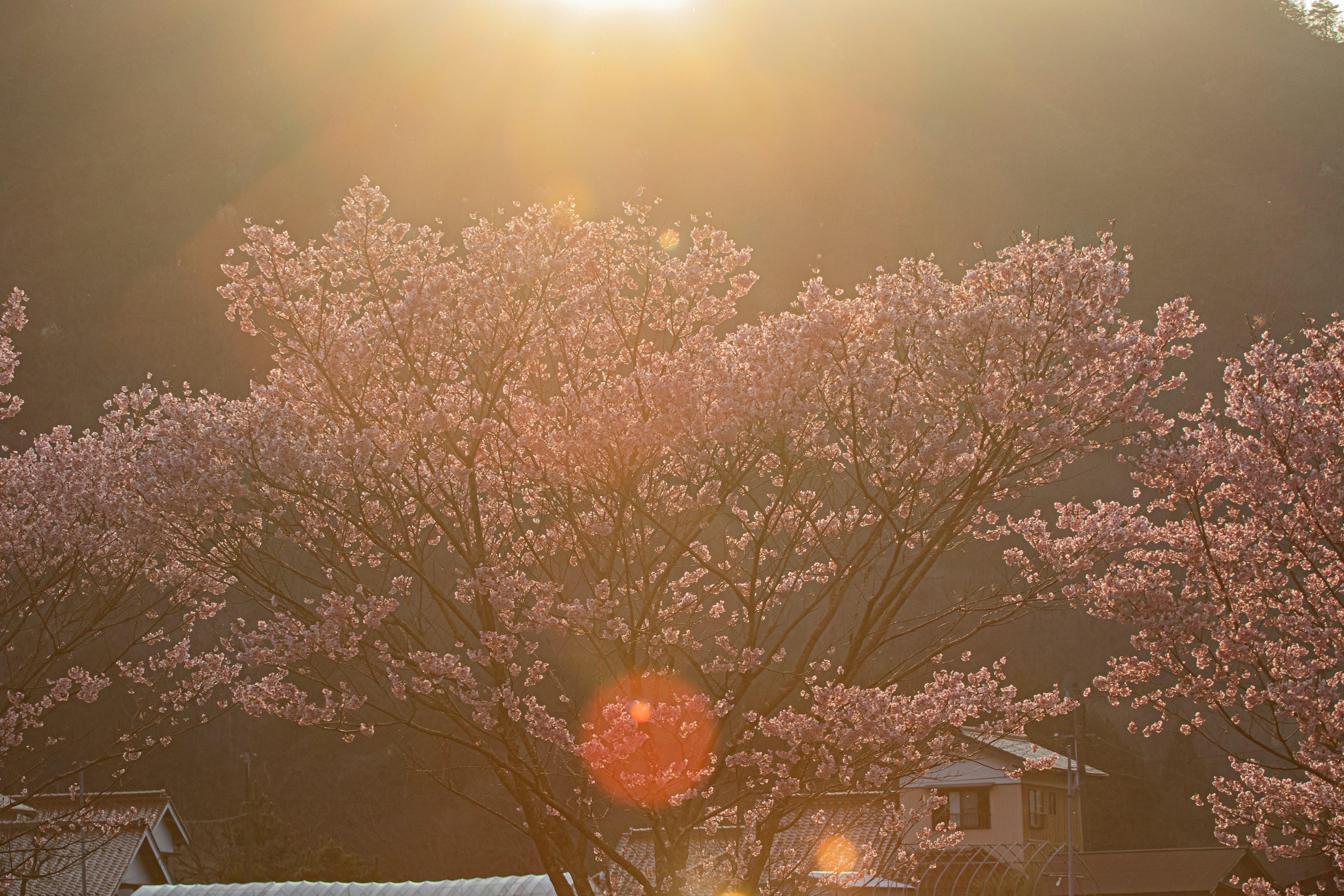 filare di alberi in fiore con luci della città al crepuscolo