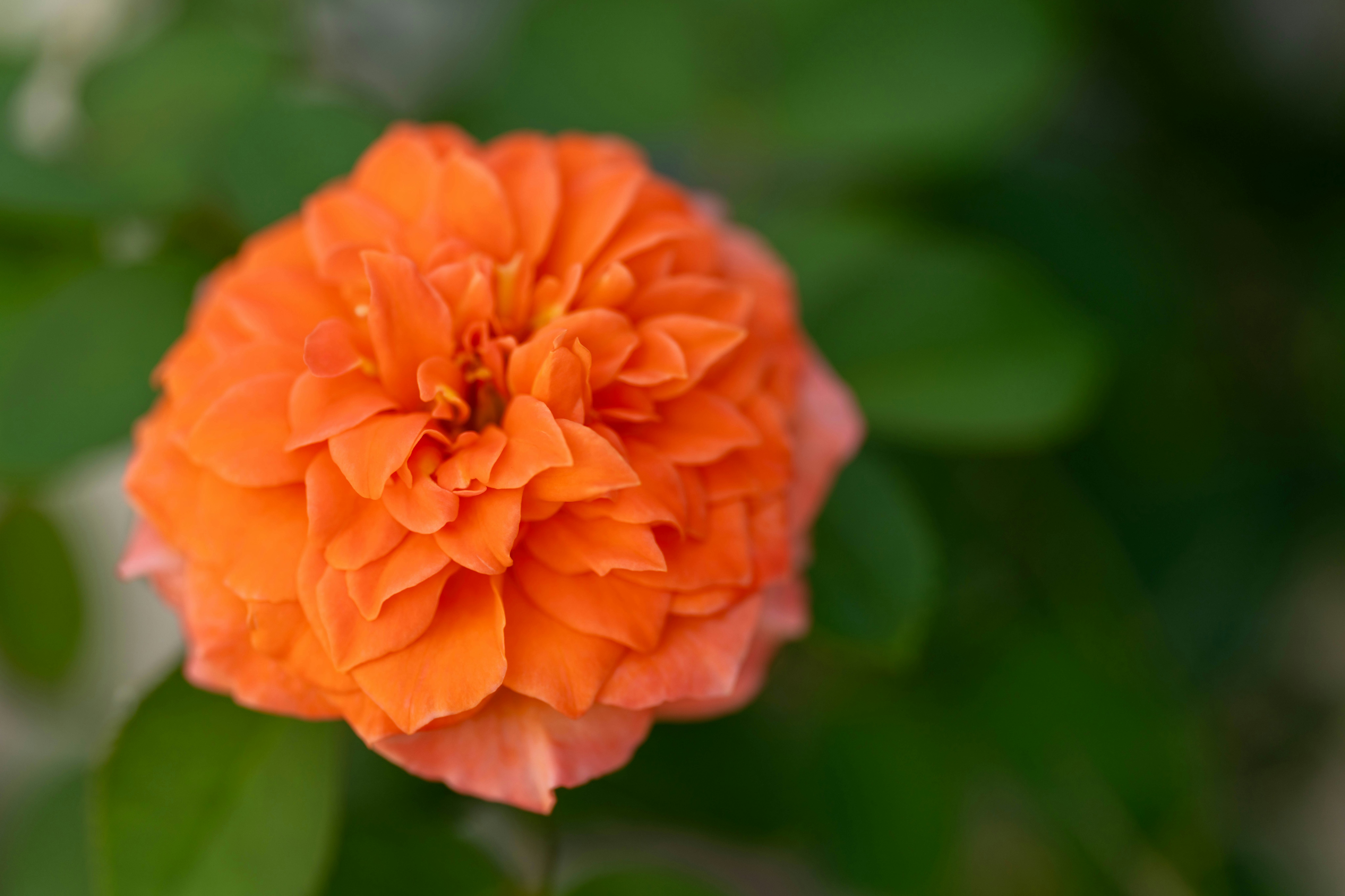 オレンジのバラの花のクローズアップ
