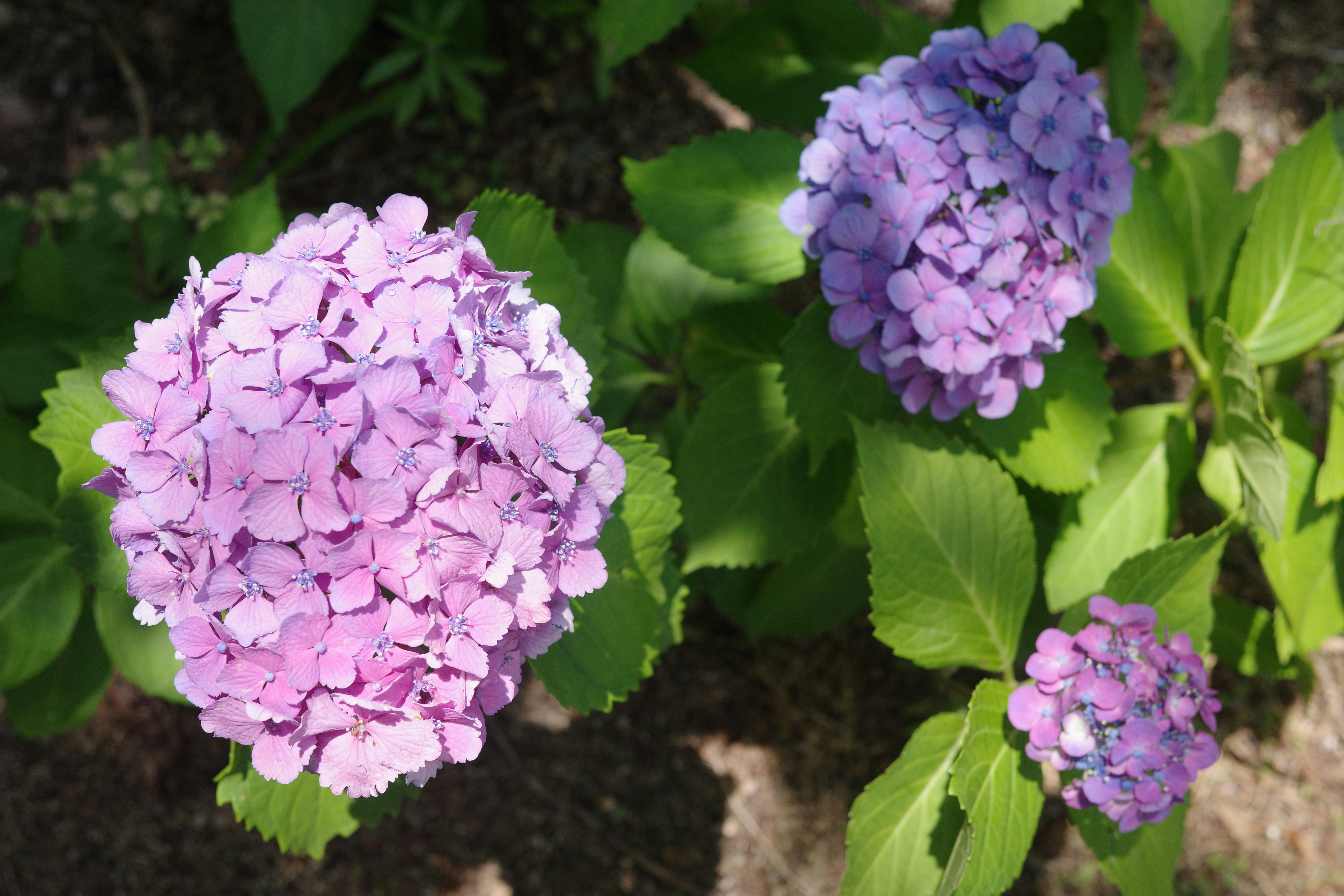 Fleurs de hortensia violettes entourées de feuilles vertes