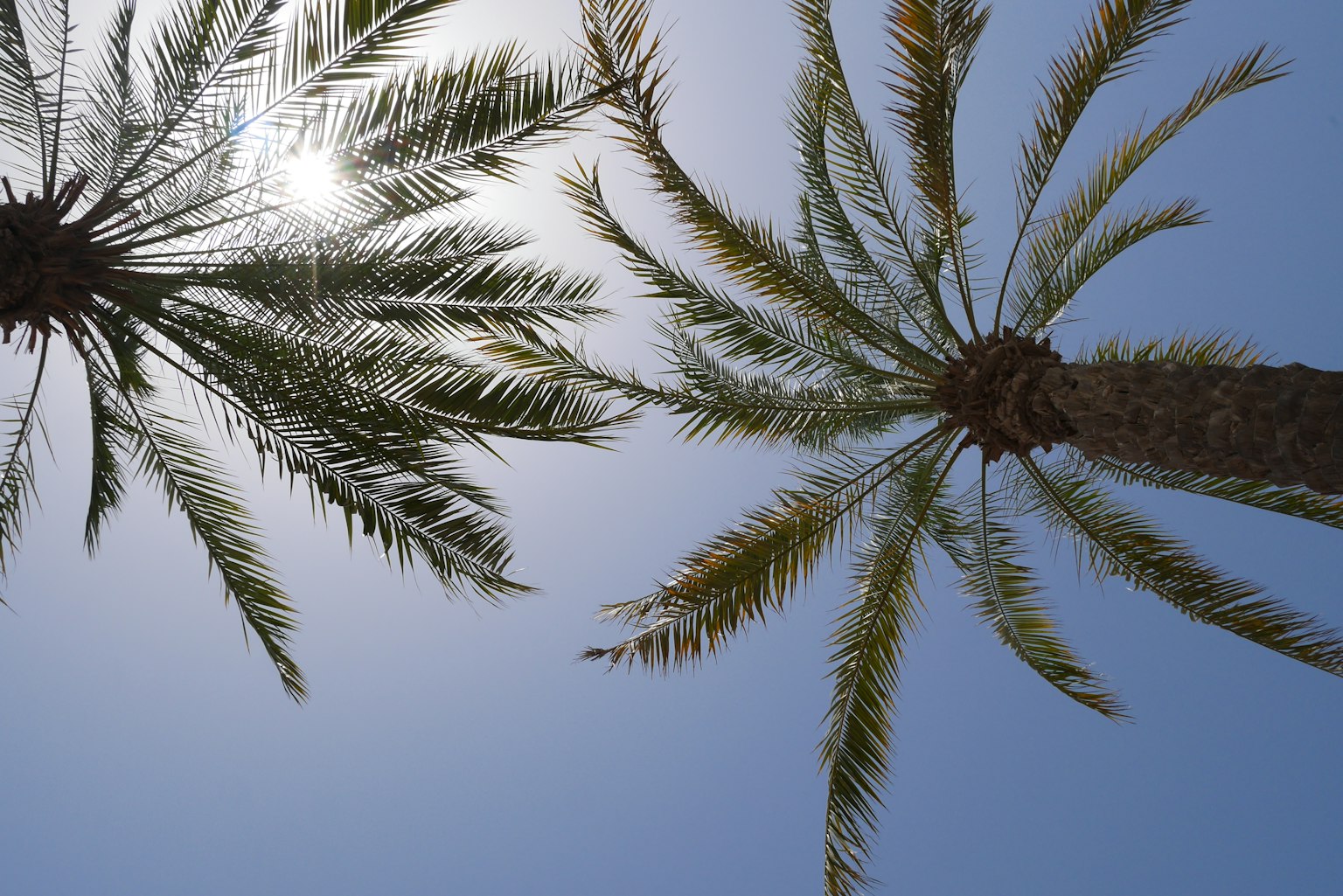 Palmeras bajo un cielo azul claro