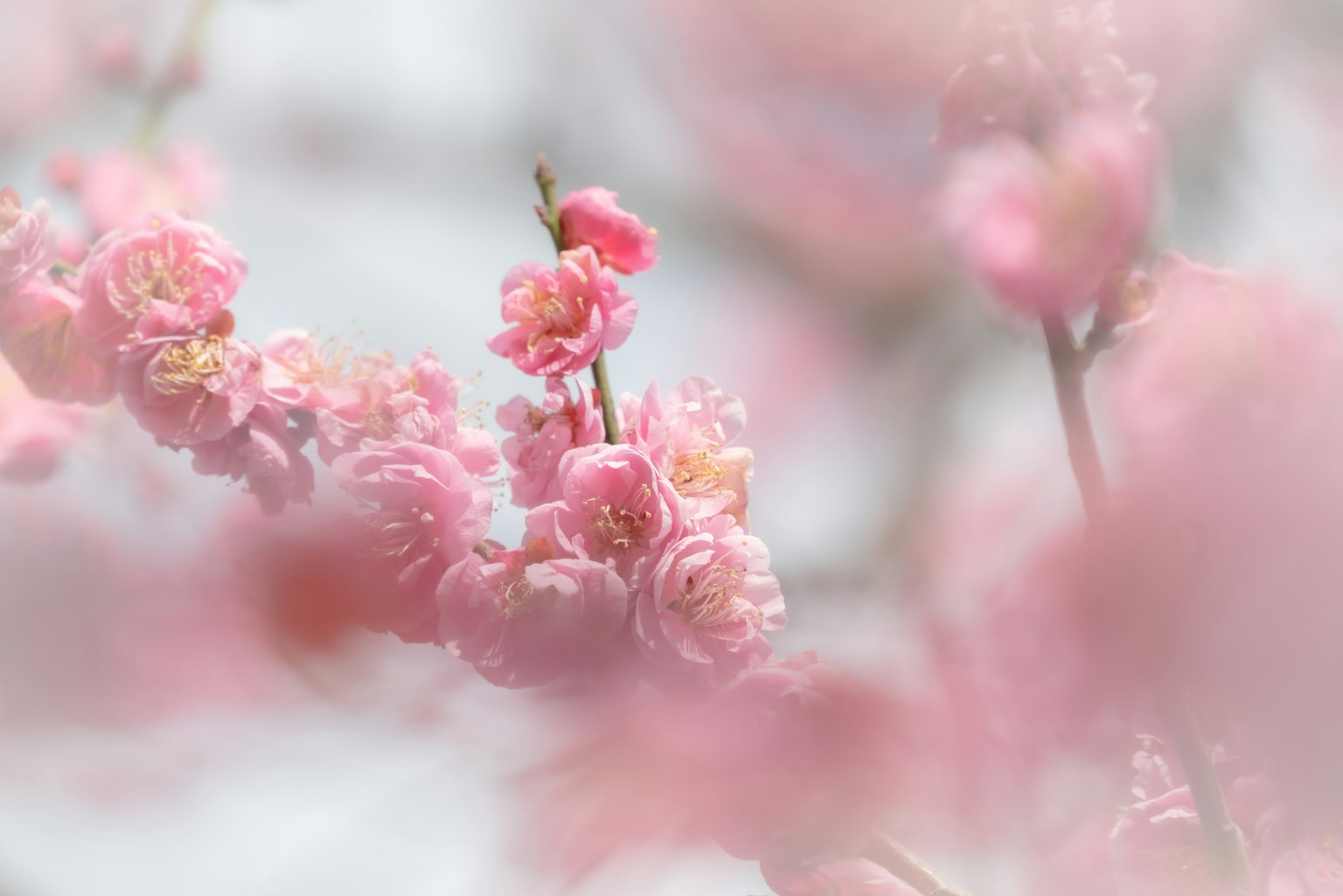 Nahaufnahme von zarten rosa Blüten an einem Zweig