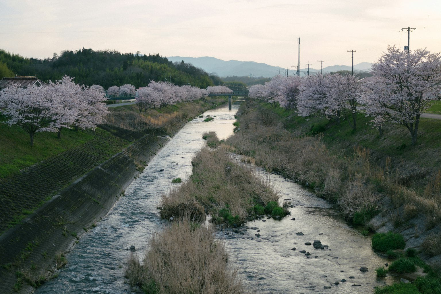 Vista panoramica di un fiume fiancheggiato da alberi di ciliegio in fiore