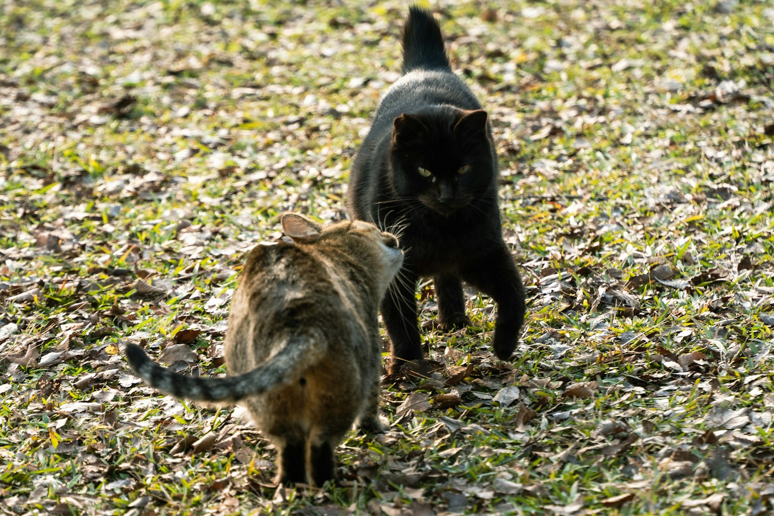 Deux chats se faisant face sur l'herbe