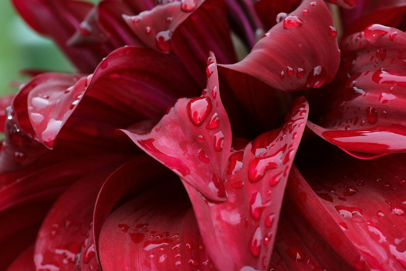 Gros plan de pétales de fleurs rouges vives avec des gouttes d'eau