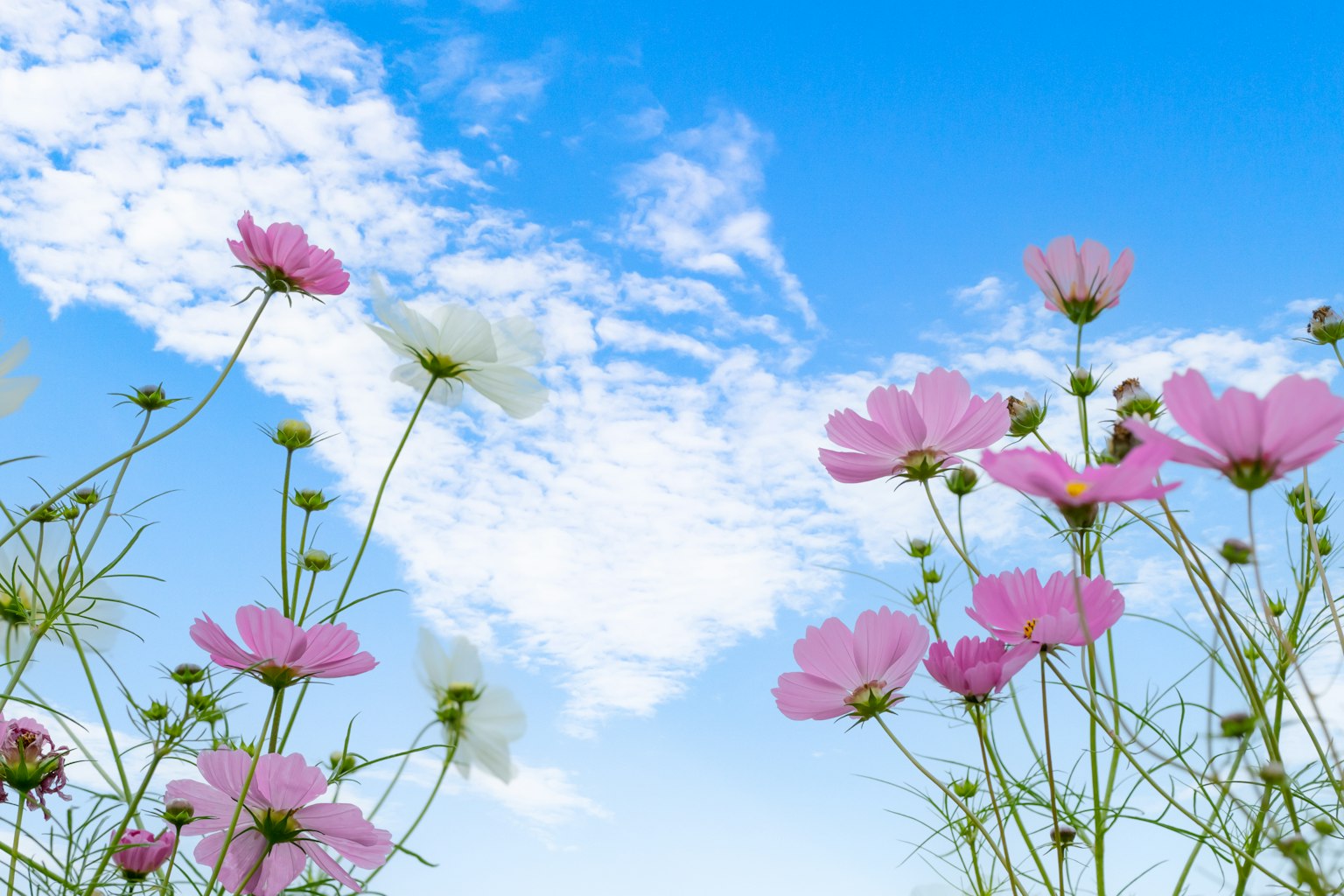 A landscape featuring pink flowers under a blue sky