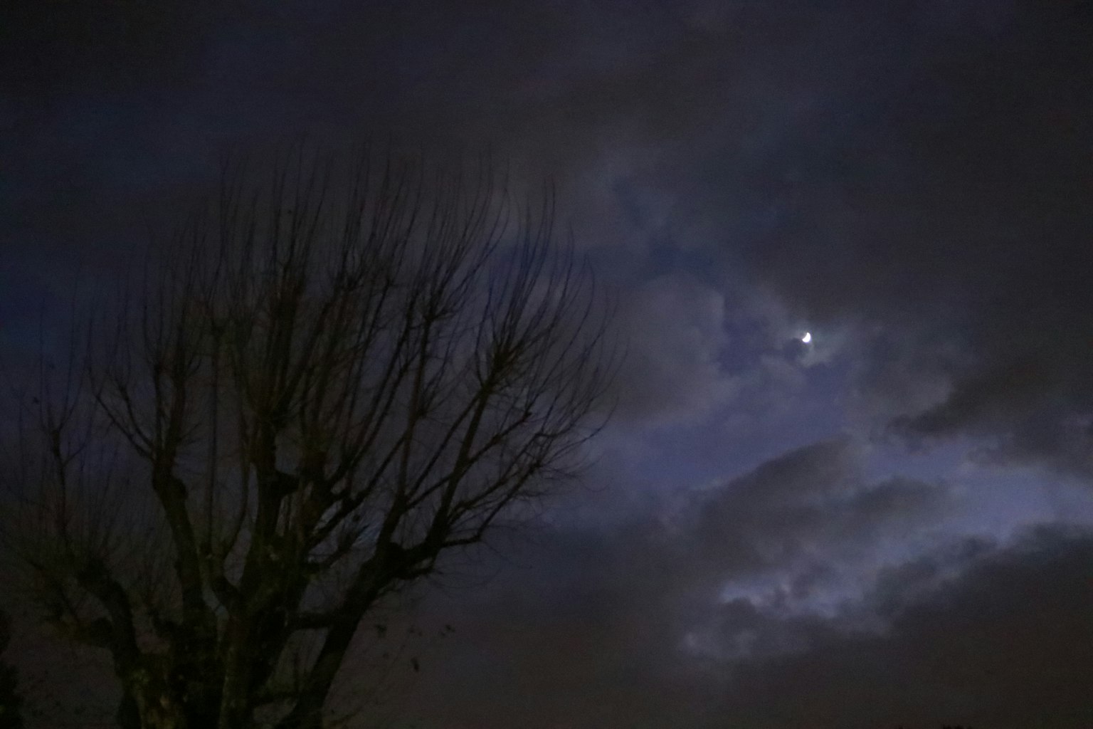 Silueta de un árbol desnudo contra un cielo oscuro con una luna visible
