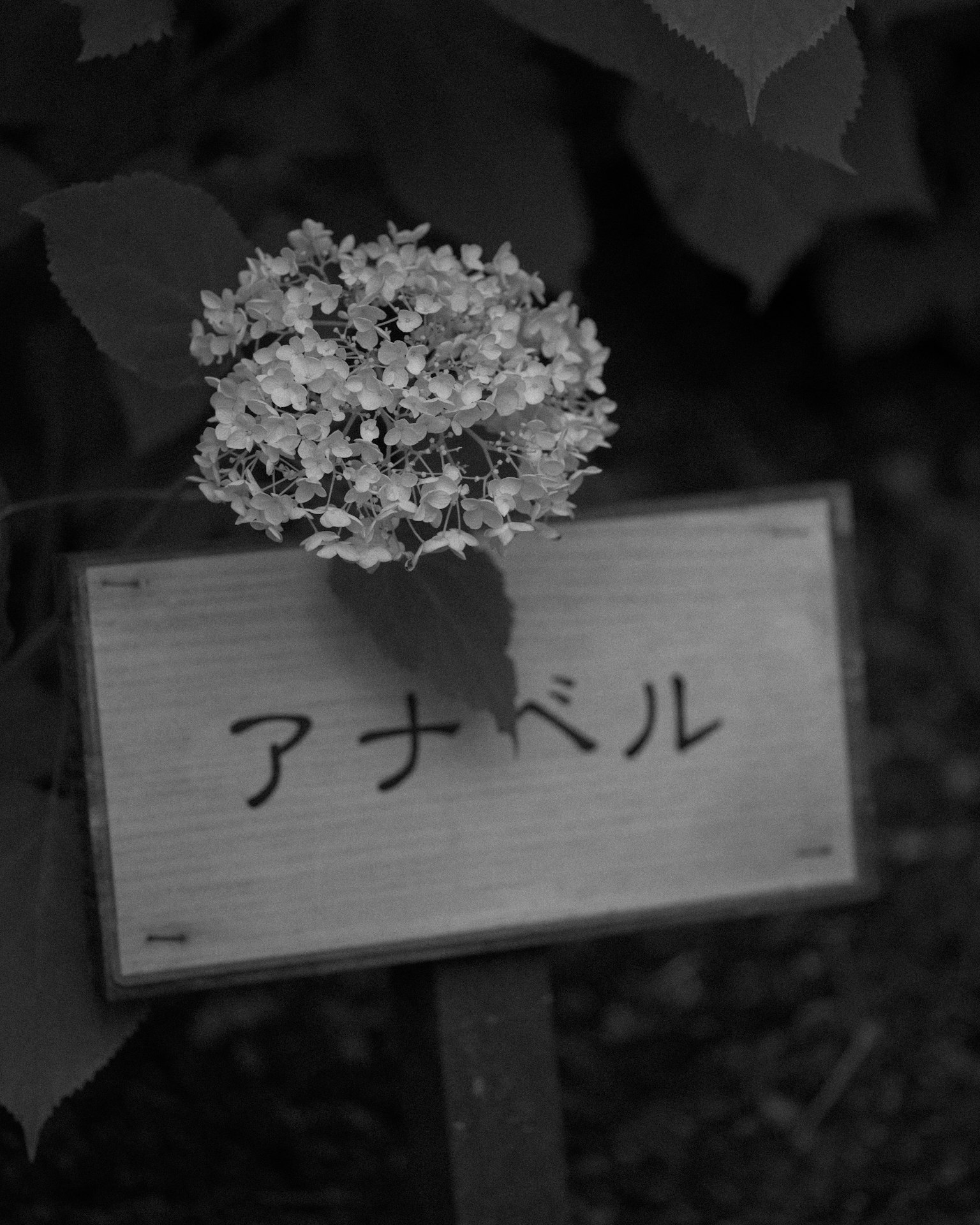 Immagine in bianco e nero del fiore Annabelle con un cartello che mostra il suo nome