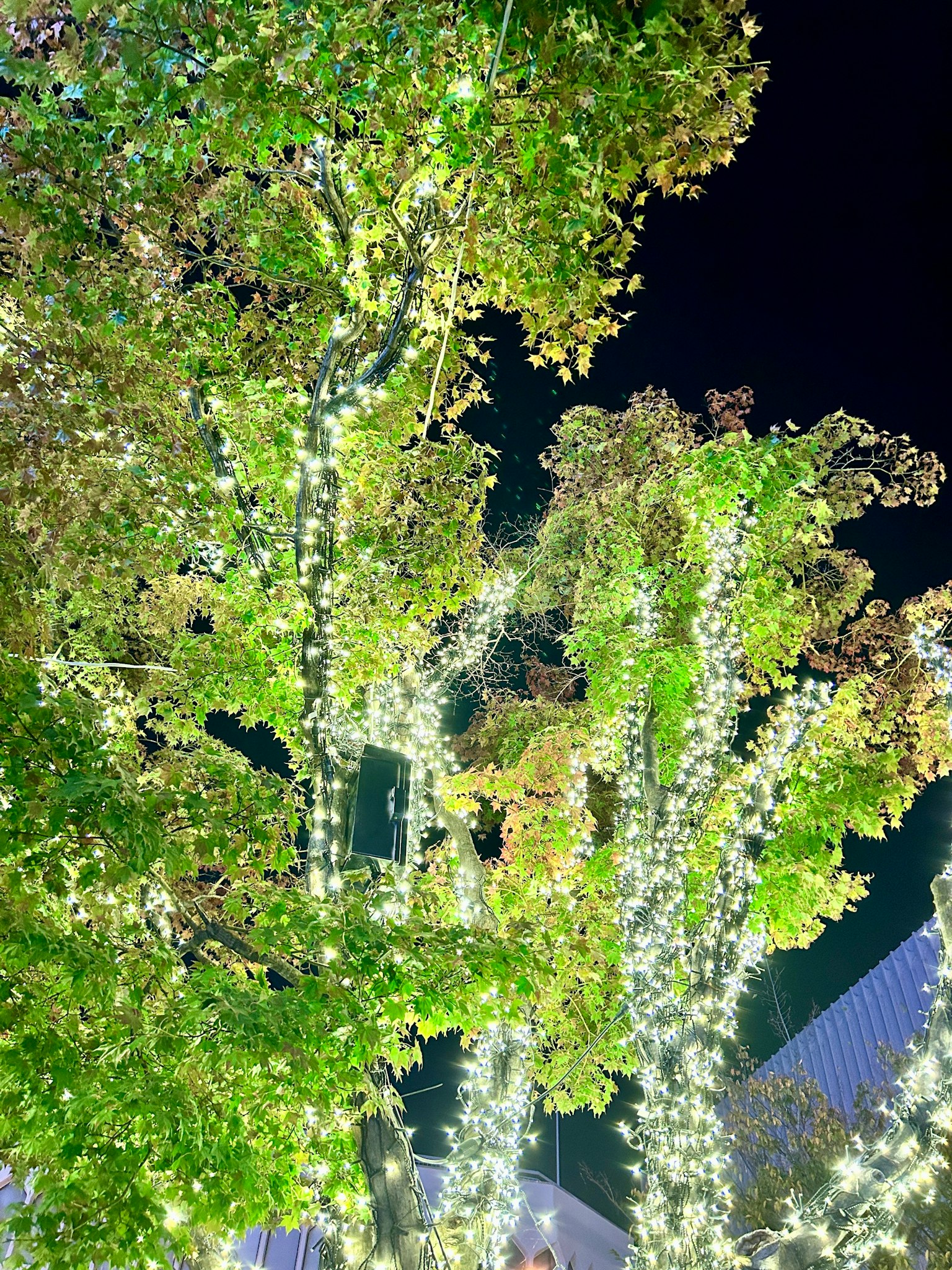 夜間裝飾性樹木的照明