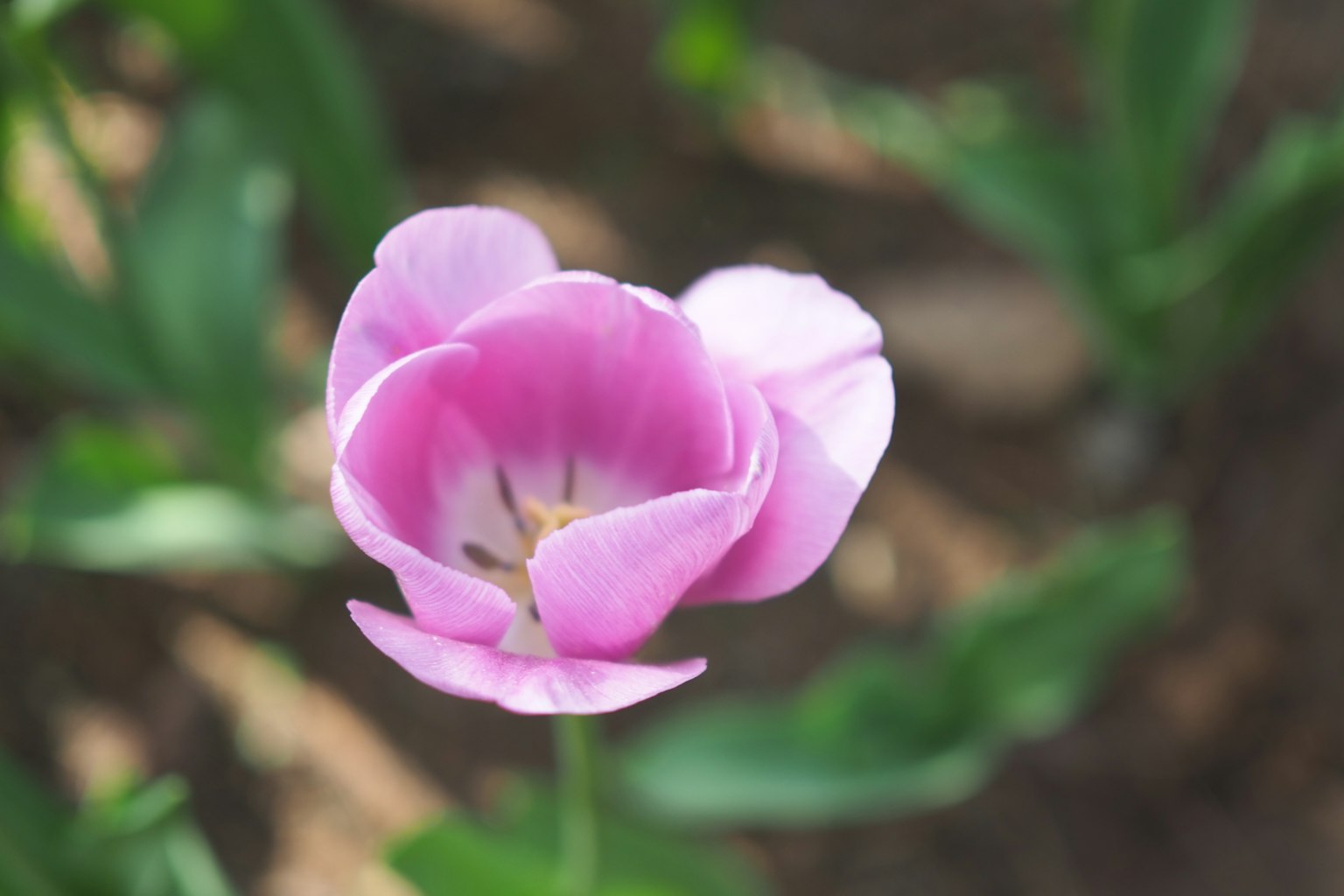 一朵盛開的粉紅色鬱金香花在花園中