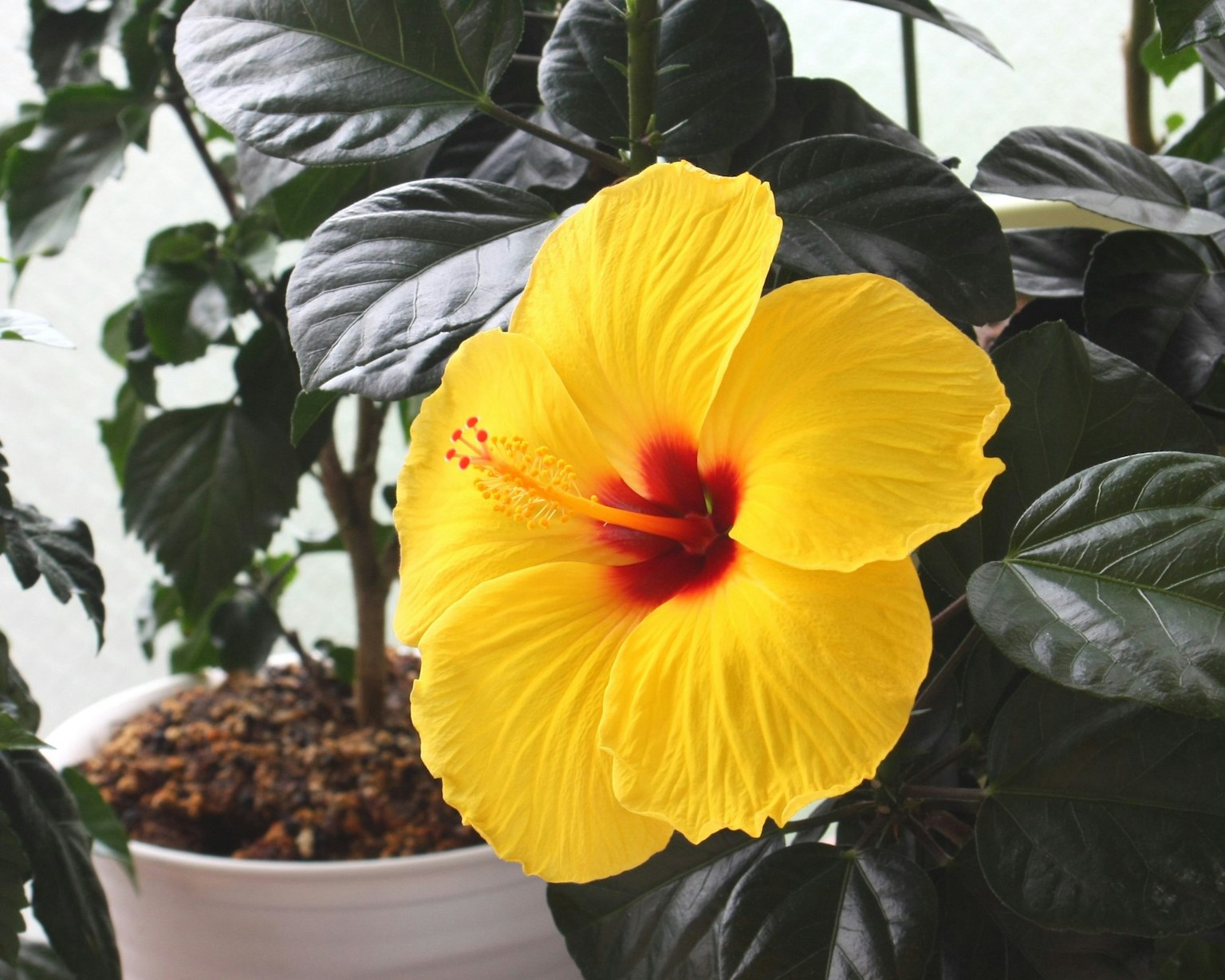 Bunga hibiscus kuning cerah mekar di antara daun hijau