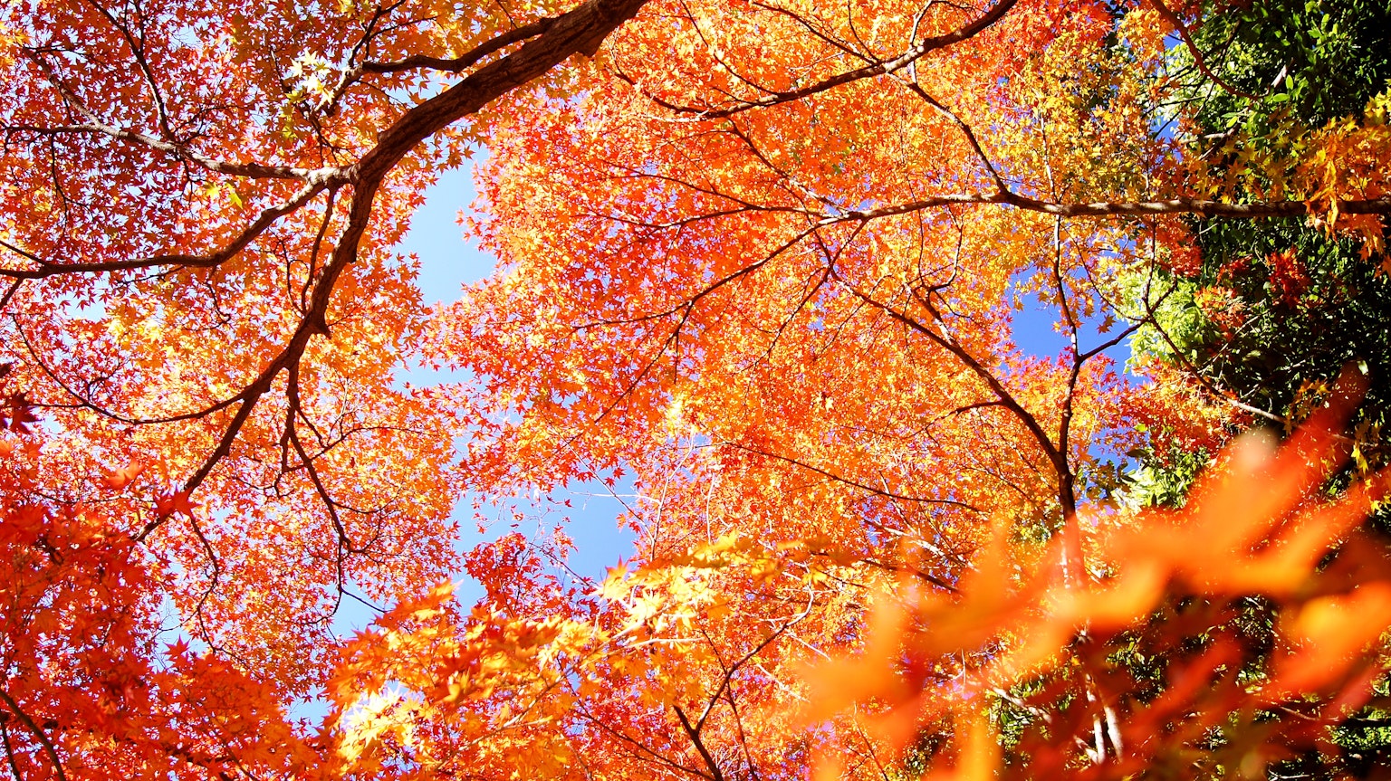 Follaje de otoño vibrante visto desde abajo de los árboles