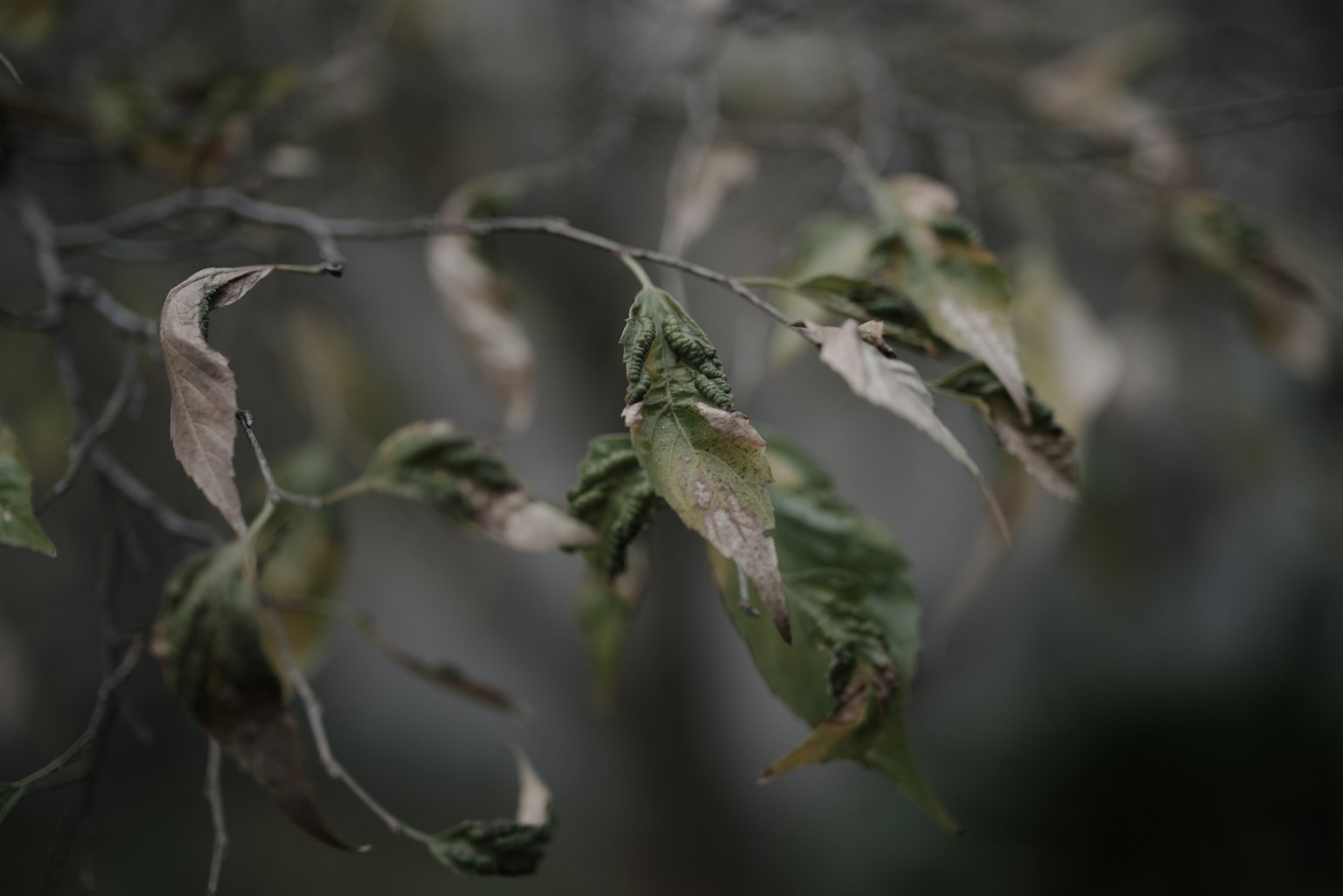 Image en gros plan d'une branche avec des feuilles flétries