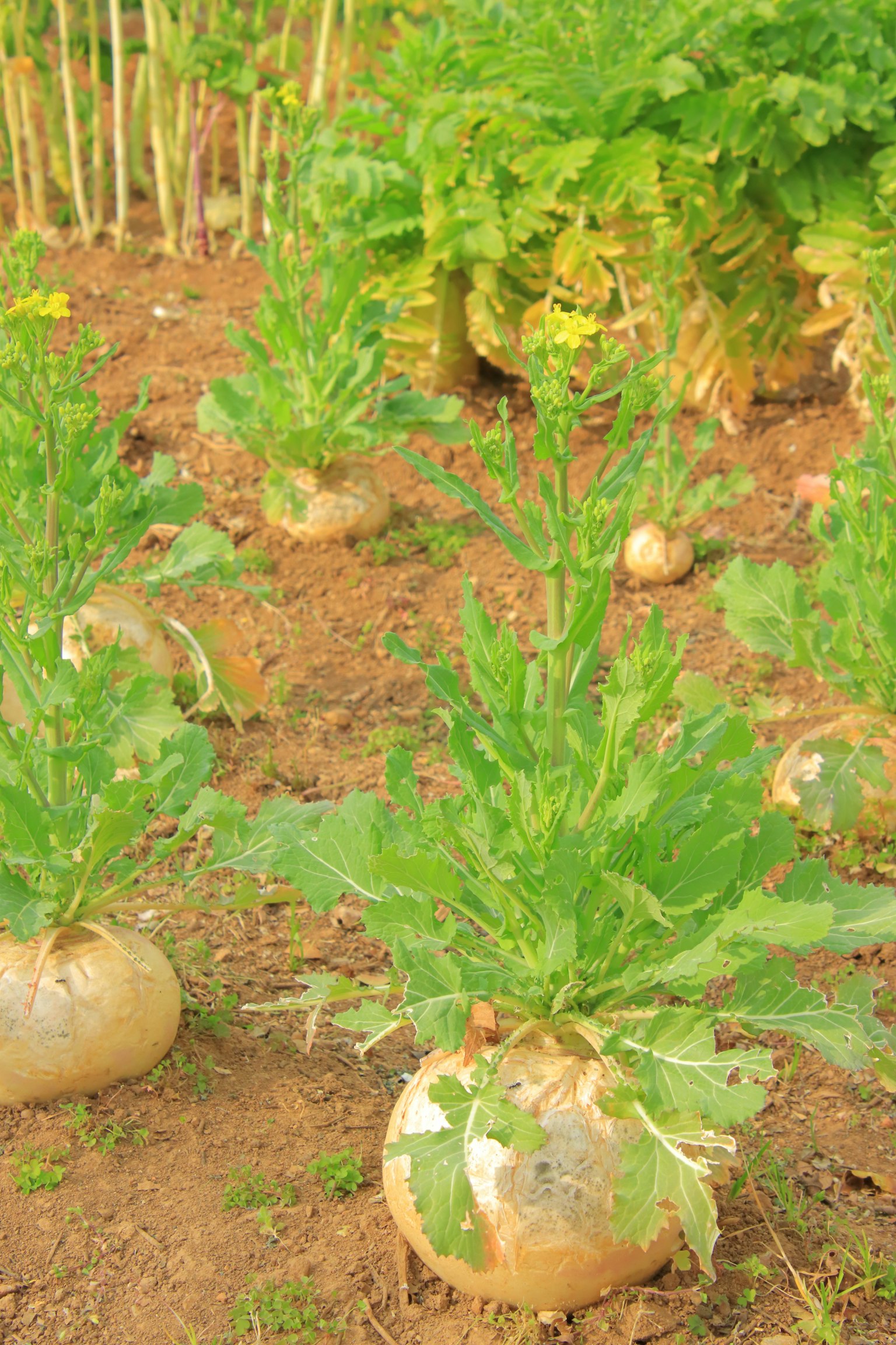 Besar lobak tumbuh di kebun sayur dengan daun hijau