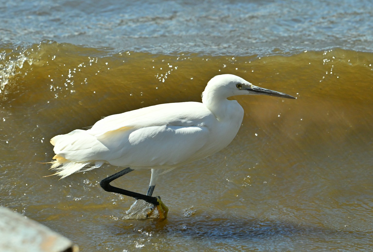 A white heron walking in the waves