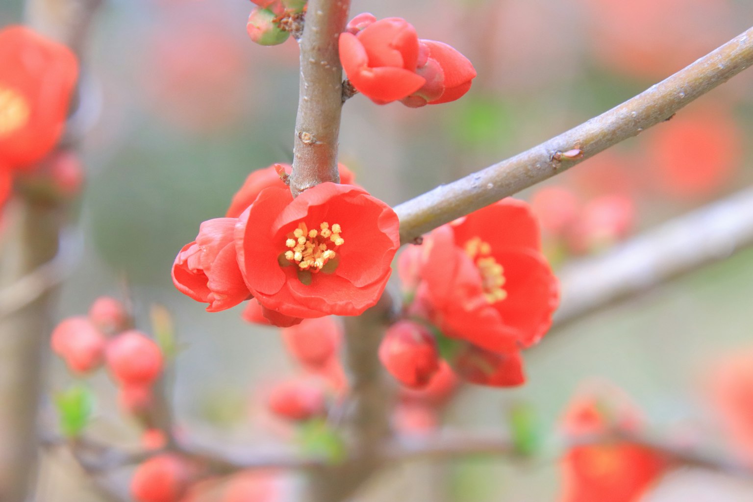 近距离拍摄的树枝上有鲜红的花朵和花蕾
