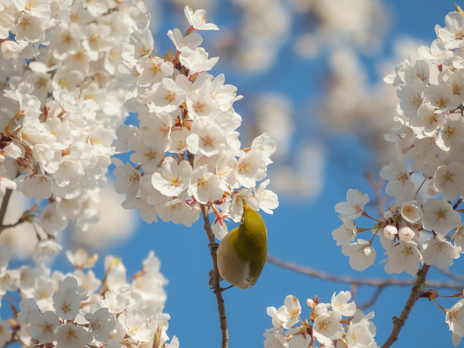 Branche avec des fleurs blanches et un fruit vert sous un ciel bleu
