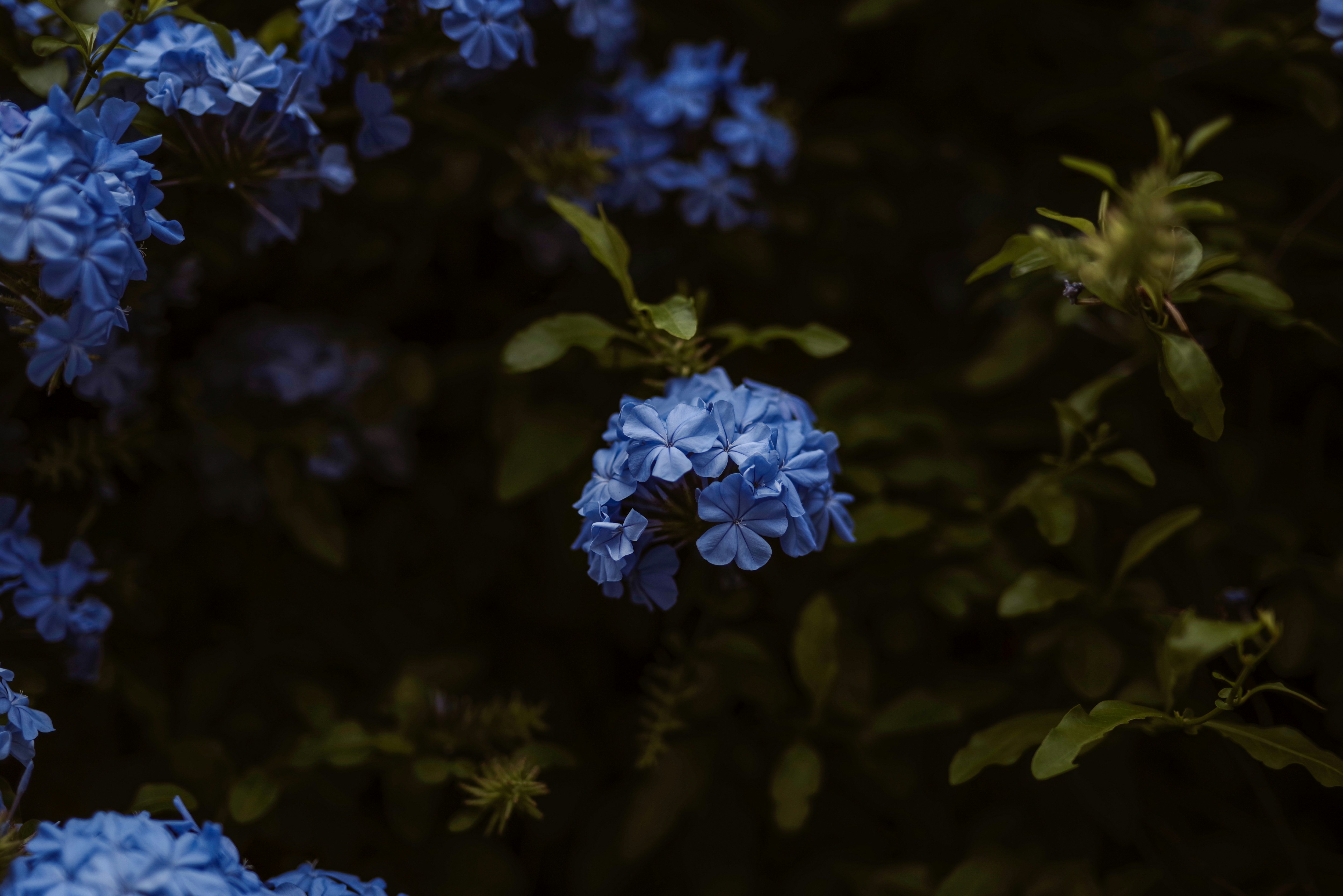 青いルリマツリの花が群れて咲く様子