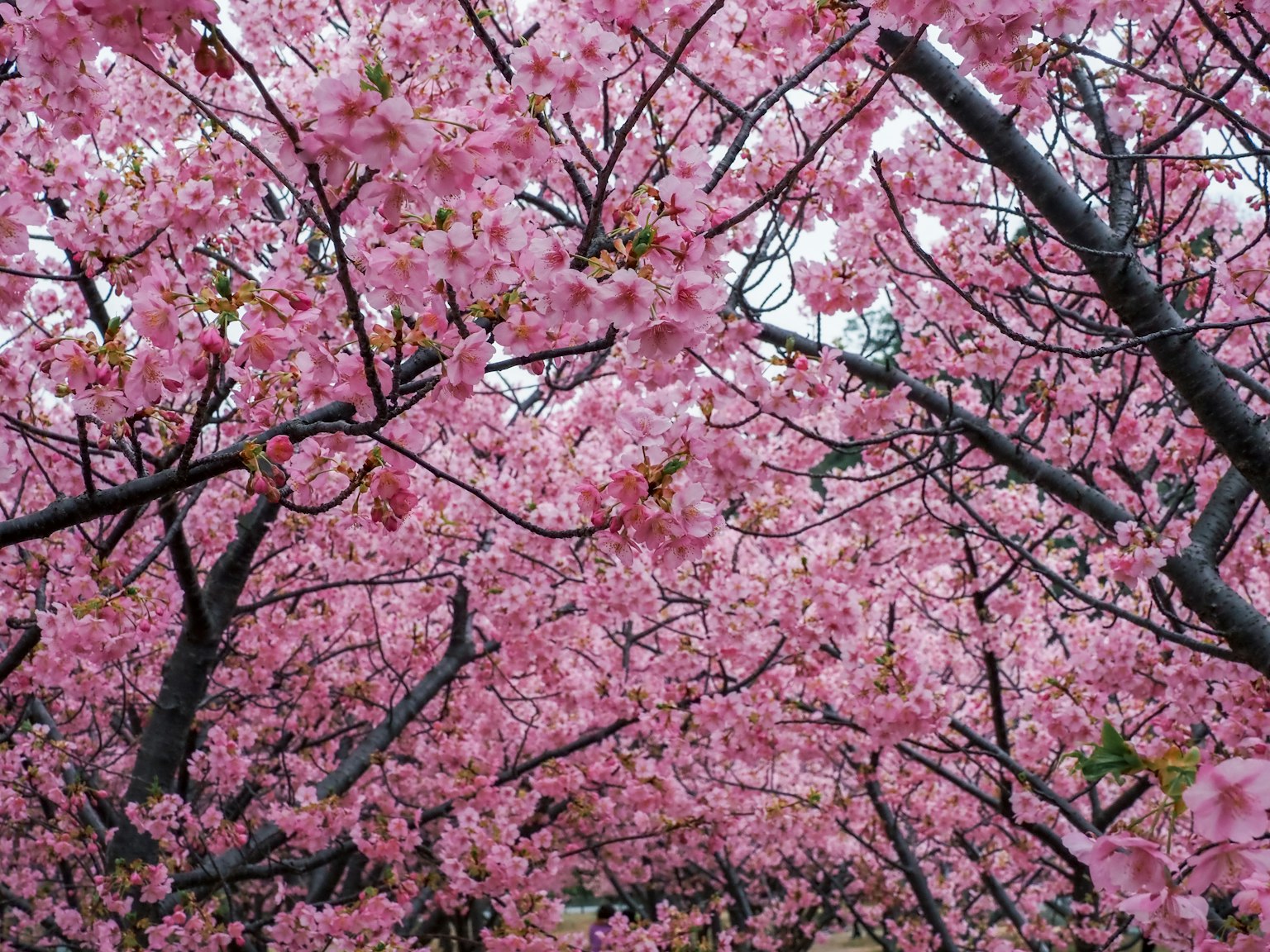 Una vista de árboles de cerezo en plena floración con flores rosas vibrantes