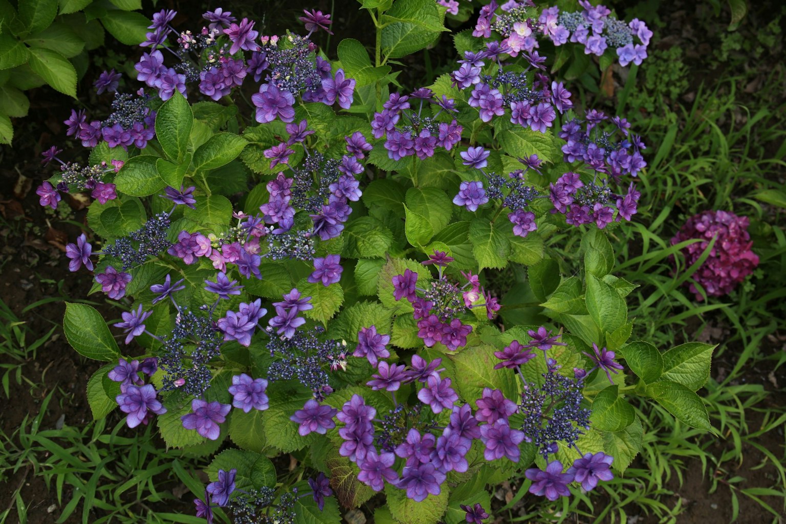 Nahaufnahme von lebhaften lila Blumen umgeben von grünen Blättern