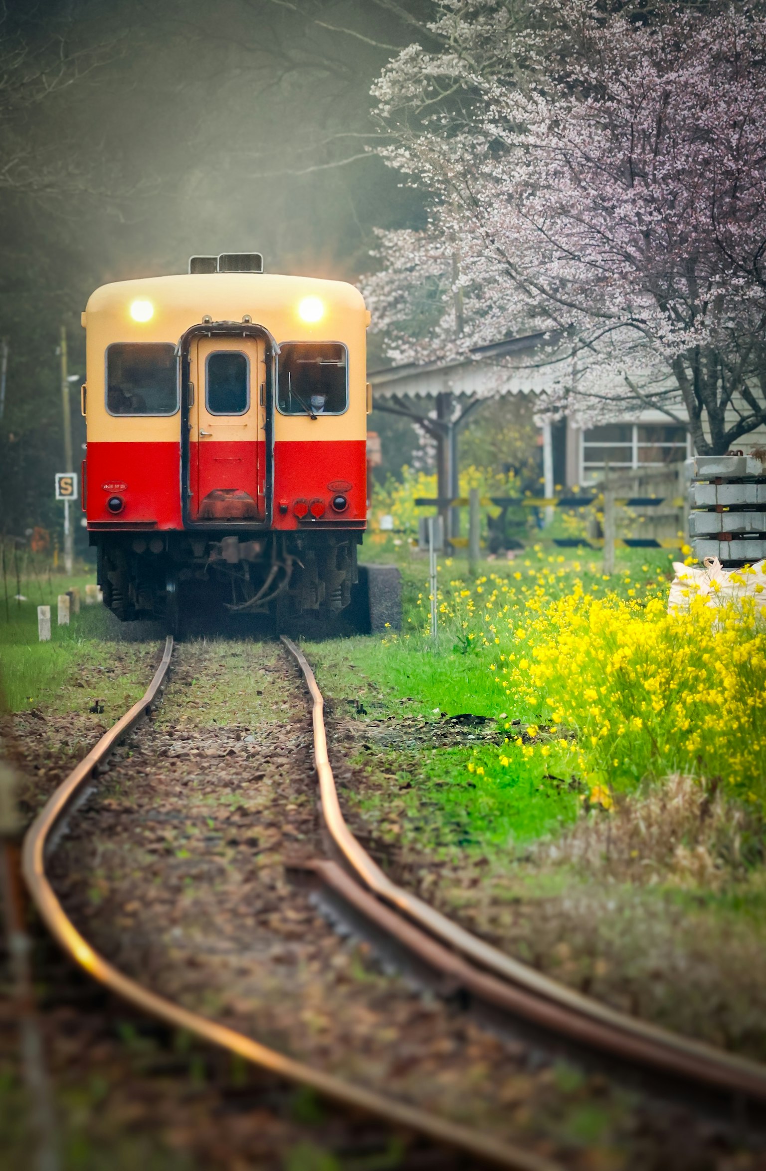 Sebuah kereta merah dan kuning bergerak di sepanjang rel di bawah pohon sakura