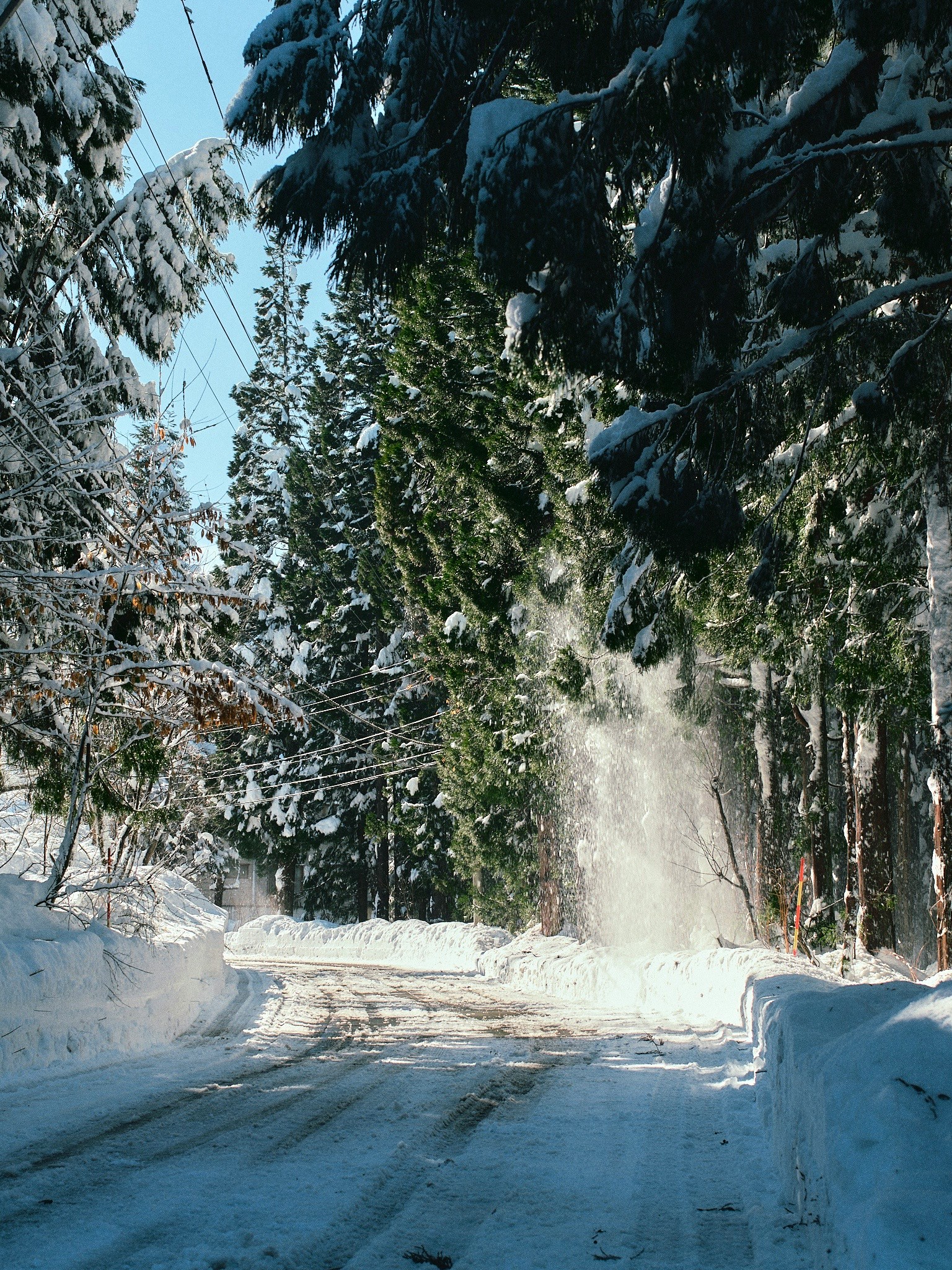 被雪覆盖的道路与常青树和阳光