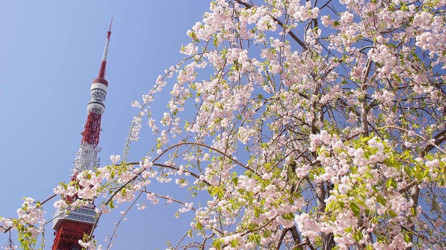 Torre de Tokio rodeada de cerezos en flor