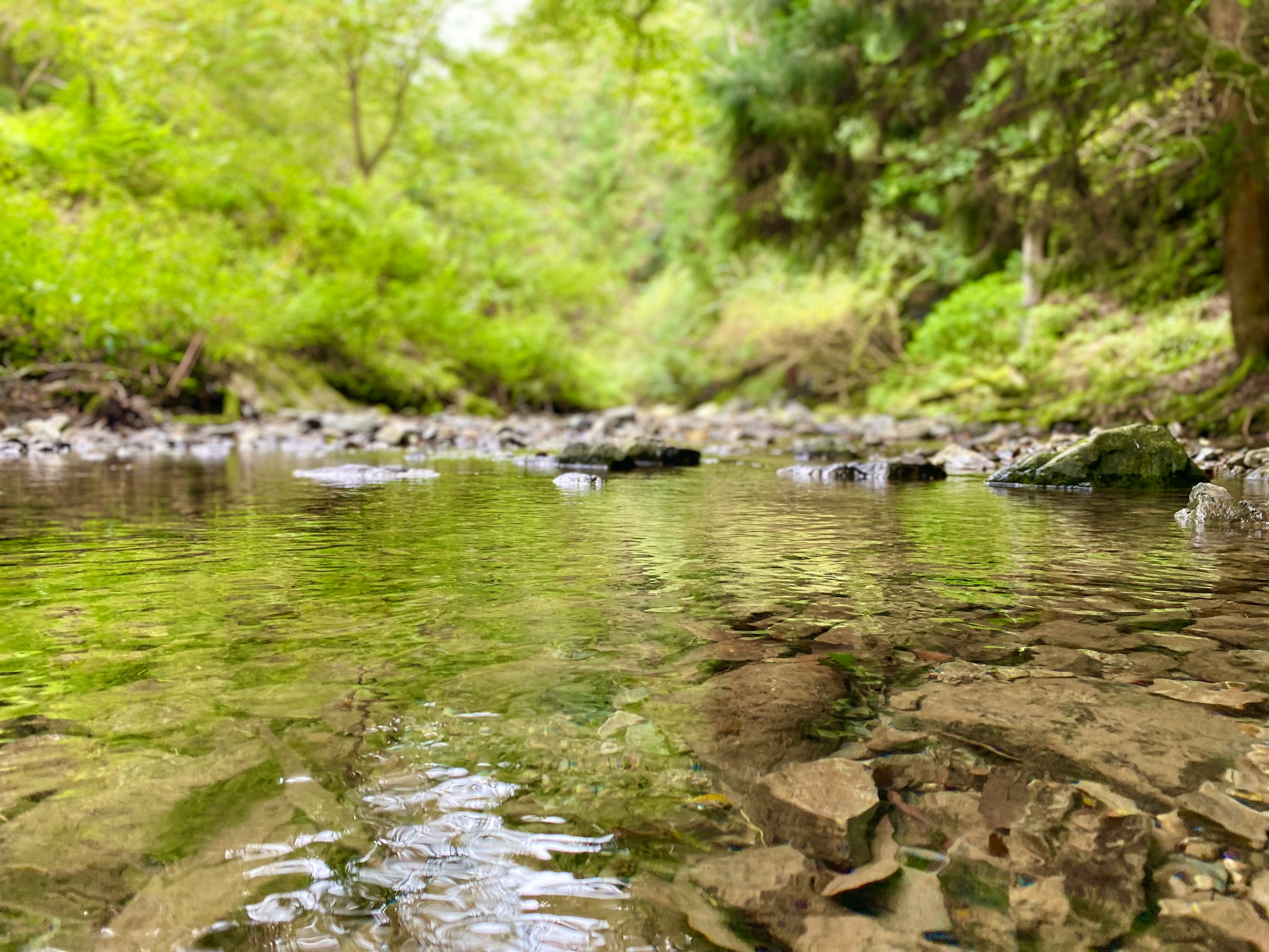 a green-lined stream with rocks and gentle flow