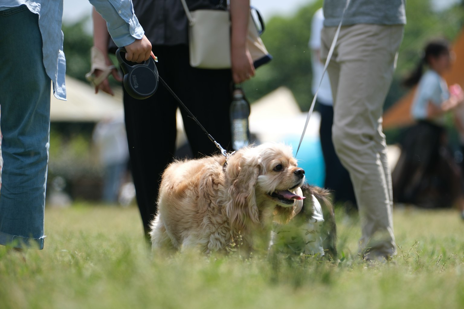Menschen, die Hunde an einem sonnigen Tag im Park spazieren führen