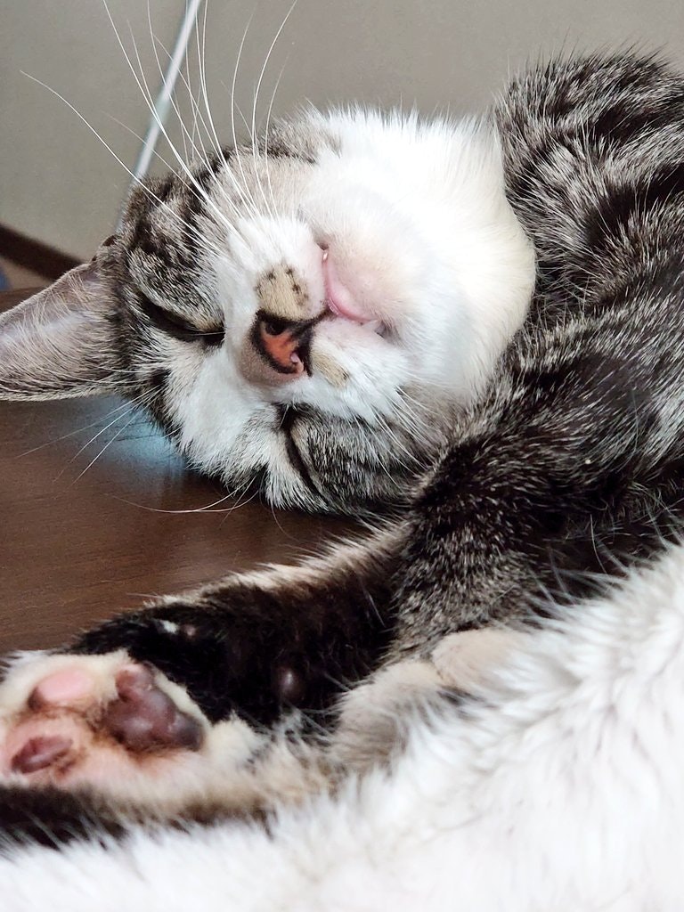 爆睡して肉球が見える猫のアップ